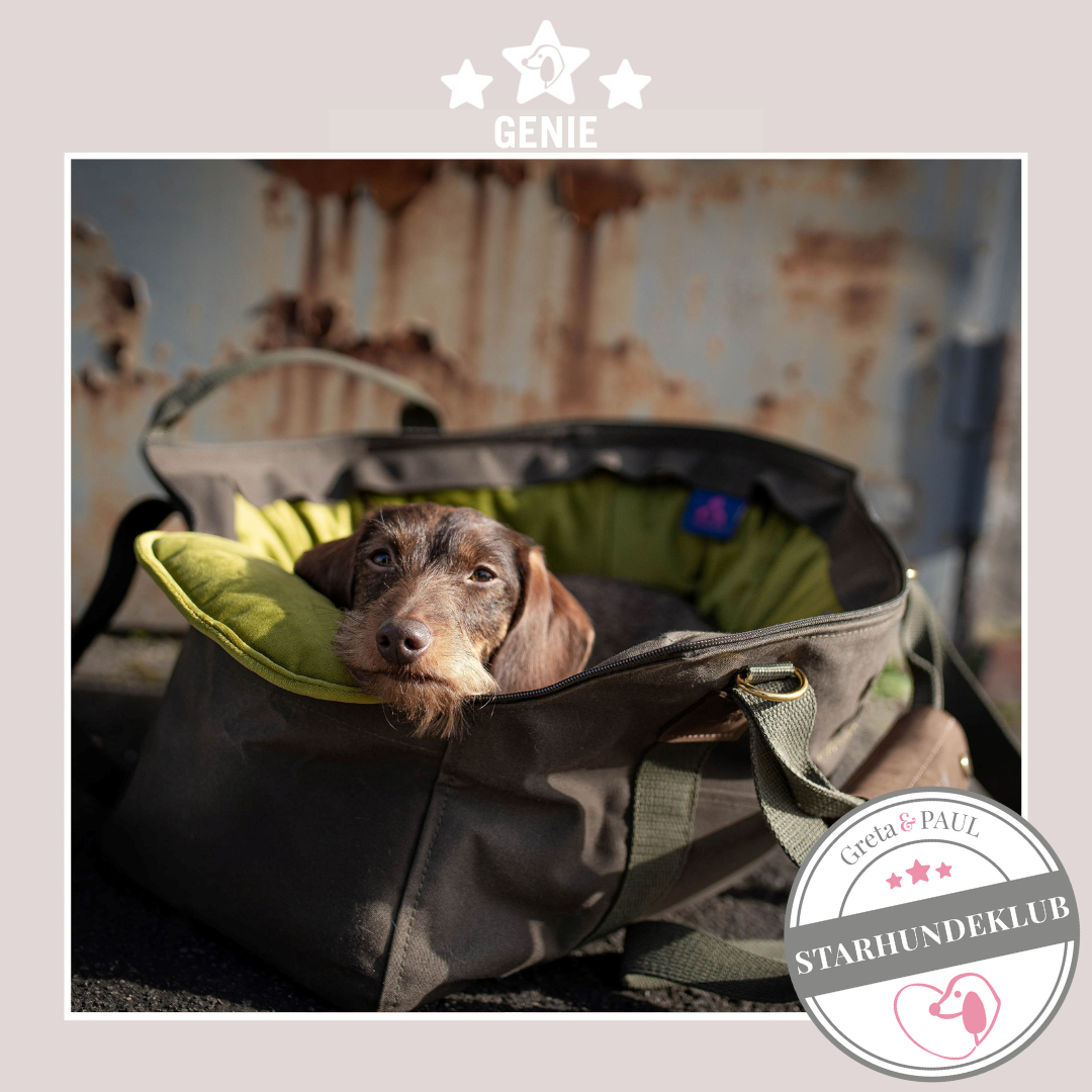 Starhundeklub-Mitglied Genie guckt aus seiner gemütlichen Canvas-Hundetasche von Greta & PAUL.