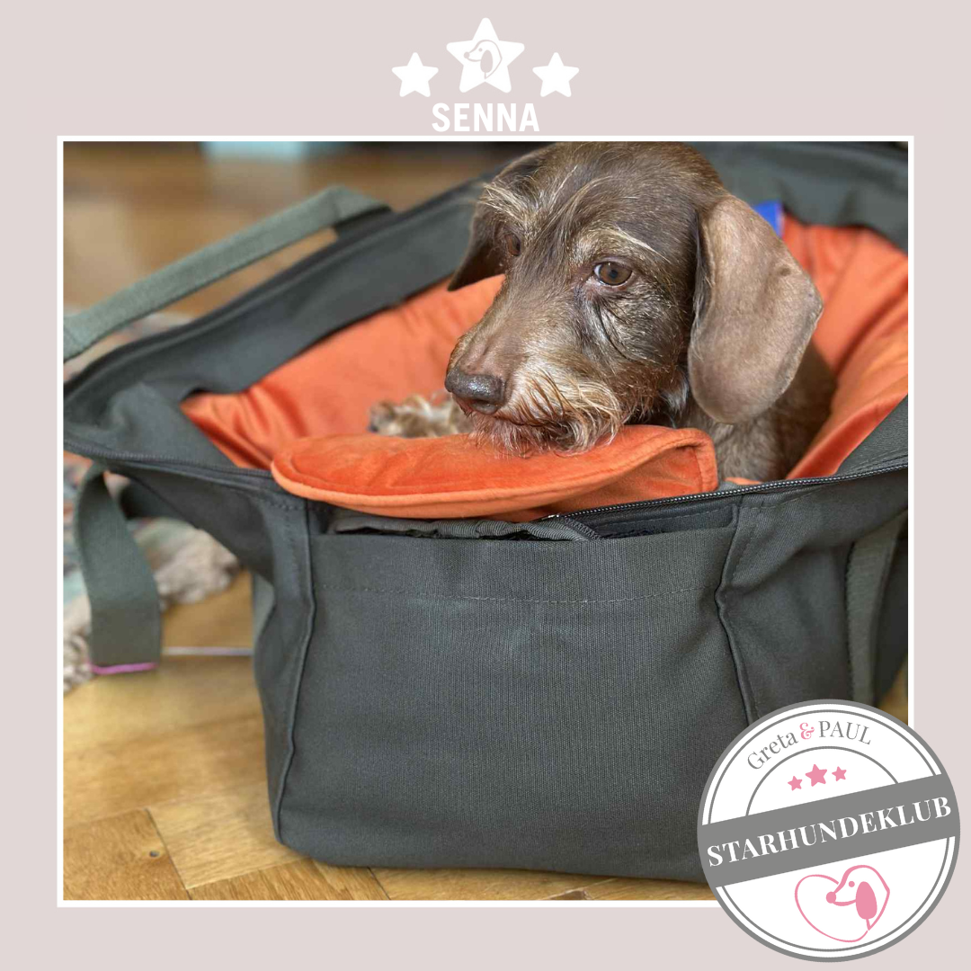 Starhundeklub-Mitglied Senna in der handgefertigten Greta & PAUL Hundetasche mit Samt-Inlay.