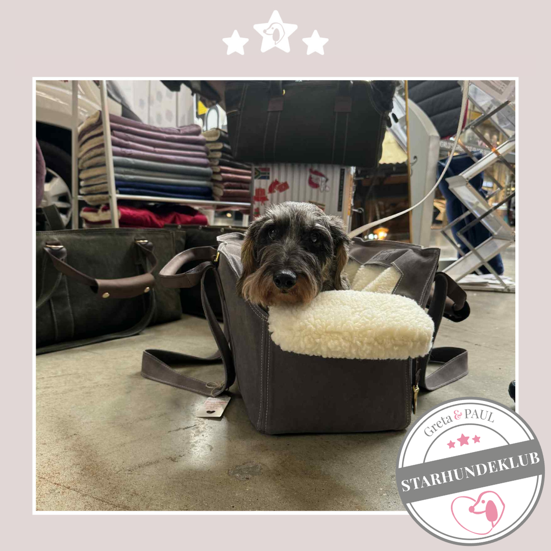 Starhundeklub-Mitglied (Name unbekannt) in der Wildledertasche von Greta & PAUL.