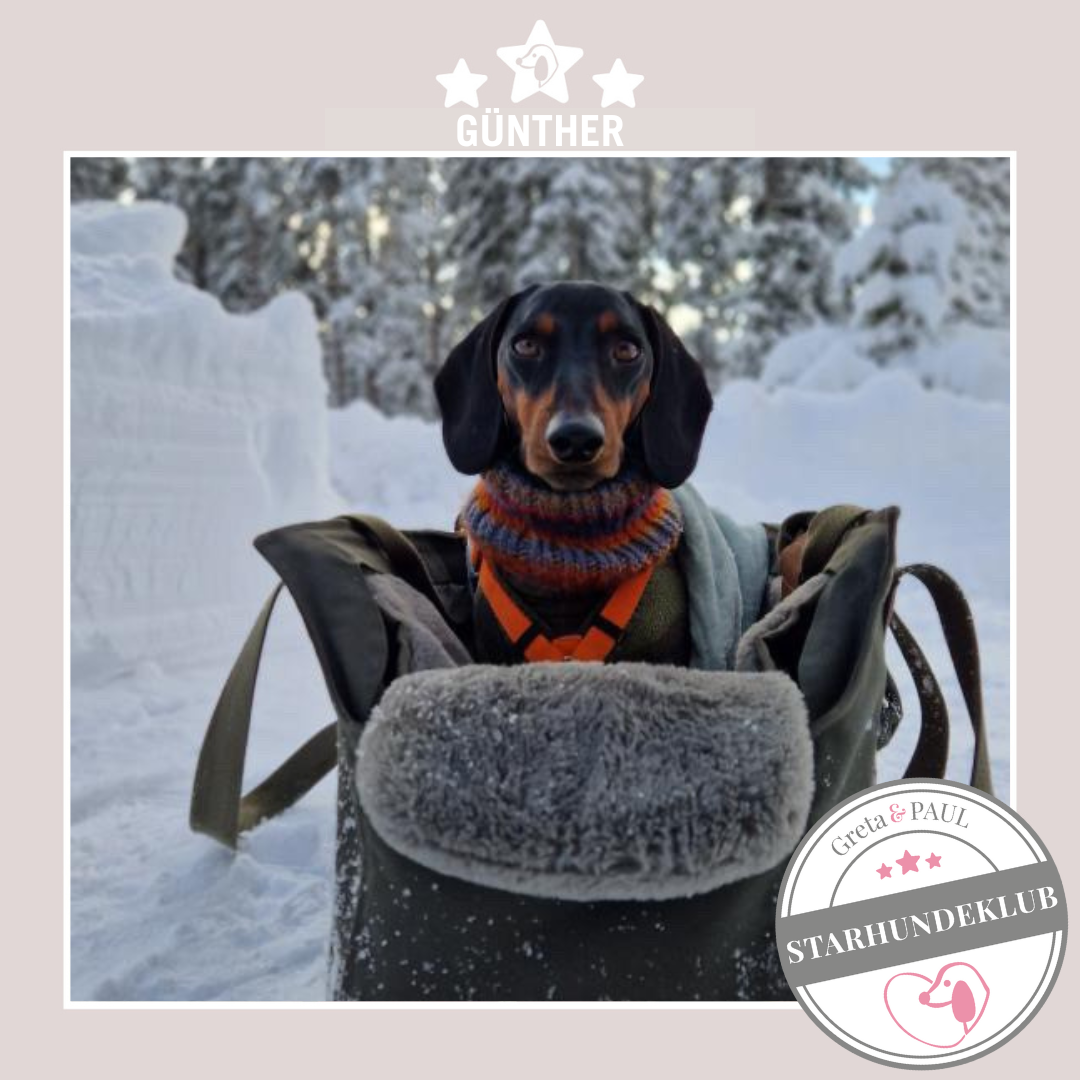 Starhundeklub-Mitglied Günther guckt aus seiner gemütlichen Canvas-Hundetasche von Greta & PAUL.