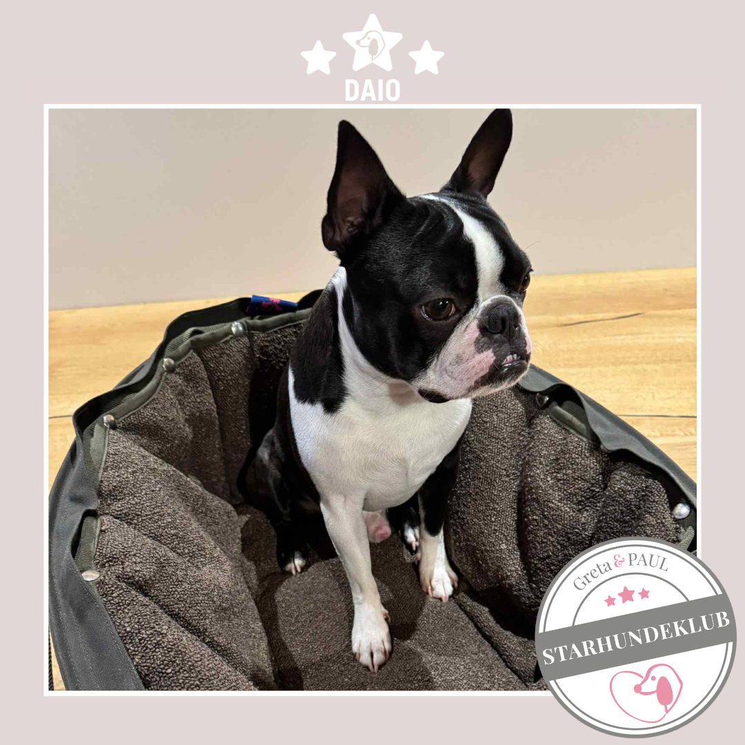 Starhundeklub-Mitglied Daio in der handgefertigten Greta & PAUL Hundetasche mit Bouclé-Inlay.