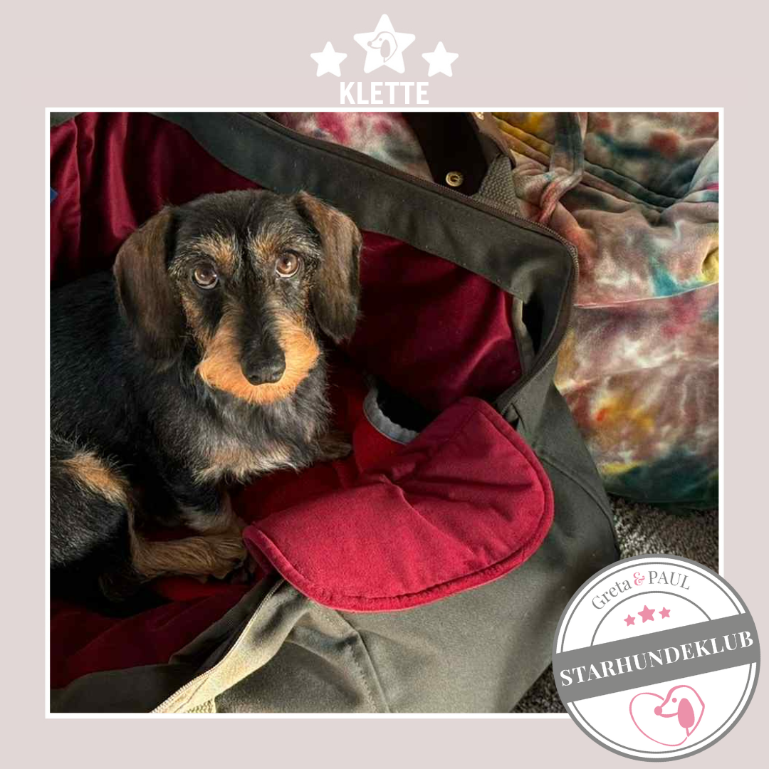 Starhundeklub-Mitglied Klette in der handgefertigten Greta & PAUL Hundetasche mit Samt-Inlay.
