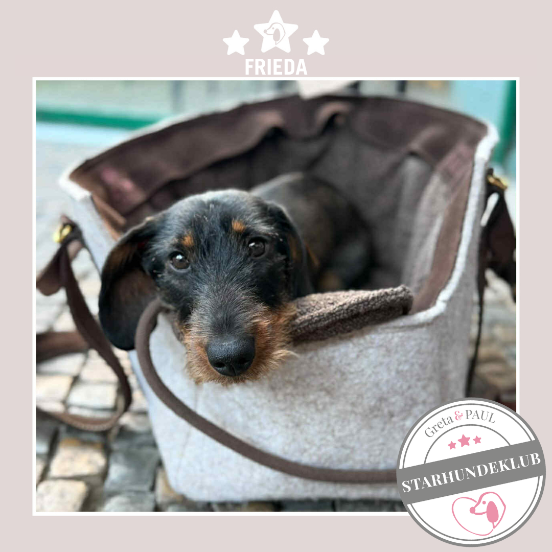 Starhundeklub-Mitglied Frieda in der handgefertigten Greta & PAUL Lodentasche.