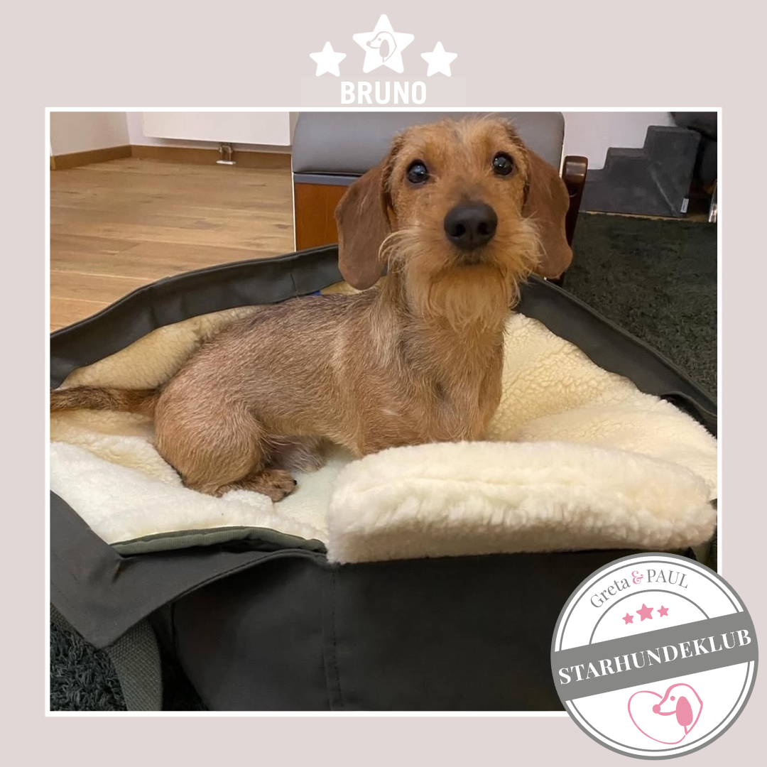 Starhundeklub-Mitglied Bruno sitzt in seiner gemütlichen Canvas-Hundetasche von Greta & PAUL.