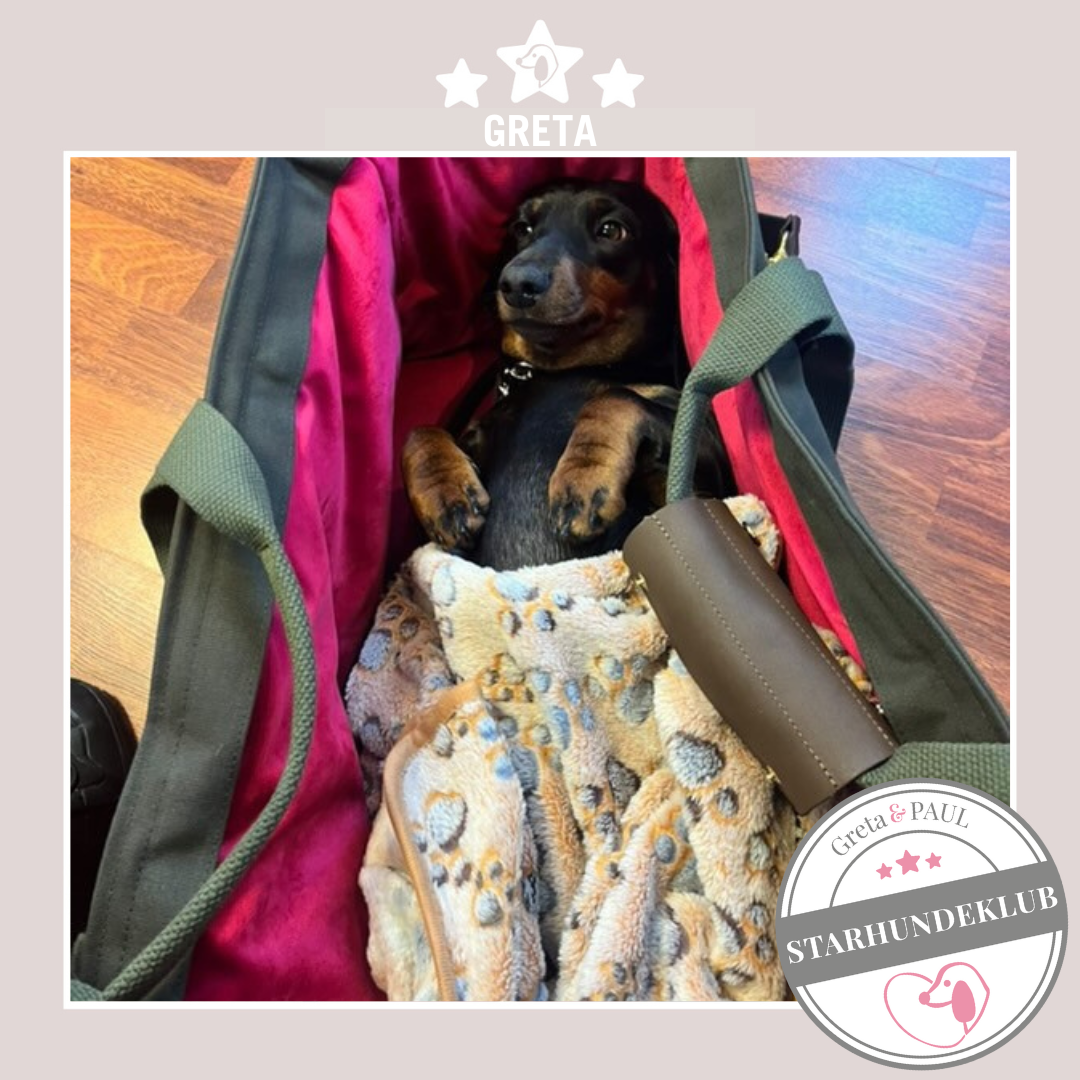 Starhundeklub-Mitglied Greta liegt in ihrer gemütlichen Canvas-Hundetasche von Greta & PAUL.