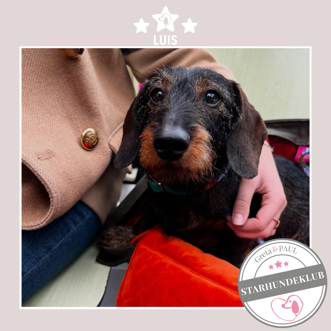 Starhundeklub-Mitglied Luis guckt aus seiner gemütlichen Canvas-Hundetasche von Greta & PAUL.