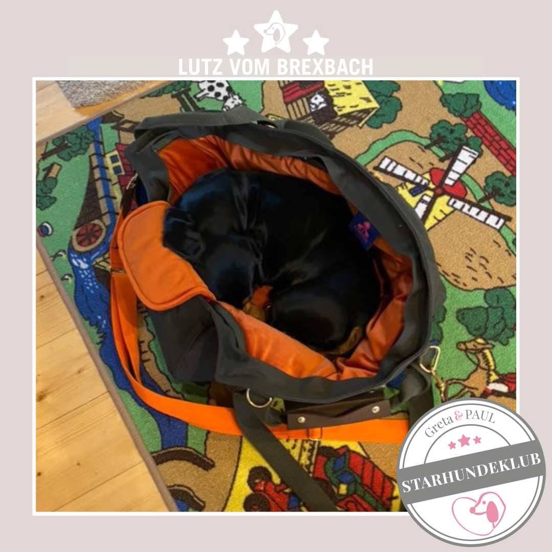 Starhundeklub-Mitglied Lutz vom Brexbach schläft in seiner gemütlichen Canvas-Hundetasche von Greta & PAUL.