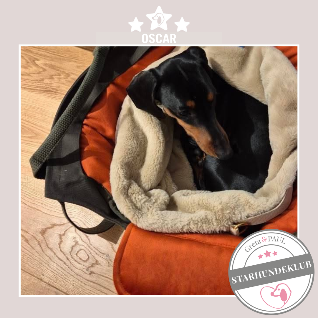 Starhundeklub-Mitglied Oskar guckt aus seiner gemütlichen Canvas-Hundetasche von Greta & PAUL.