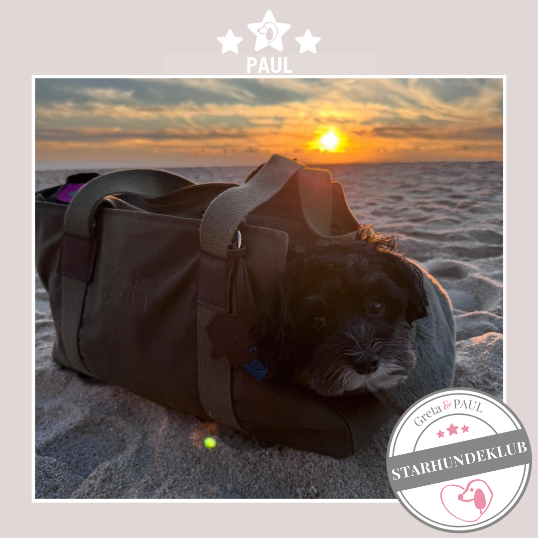Starhundeklub-Mitglied Paul guckt aus seiner gemütlichen Canvas-Hundetasche von Greta & PAUL.