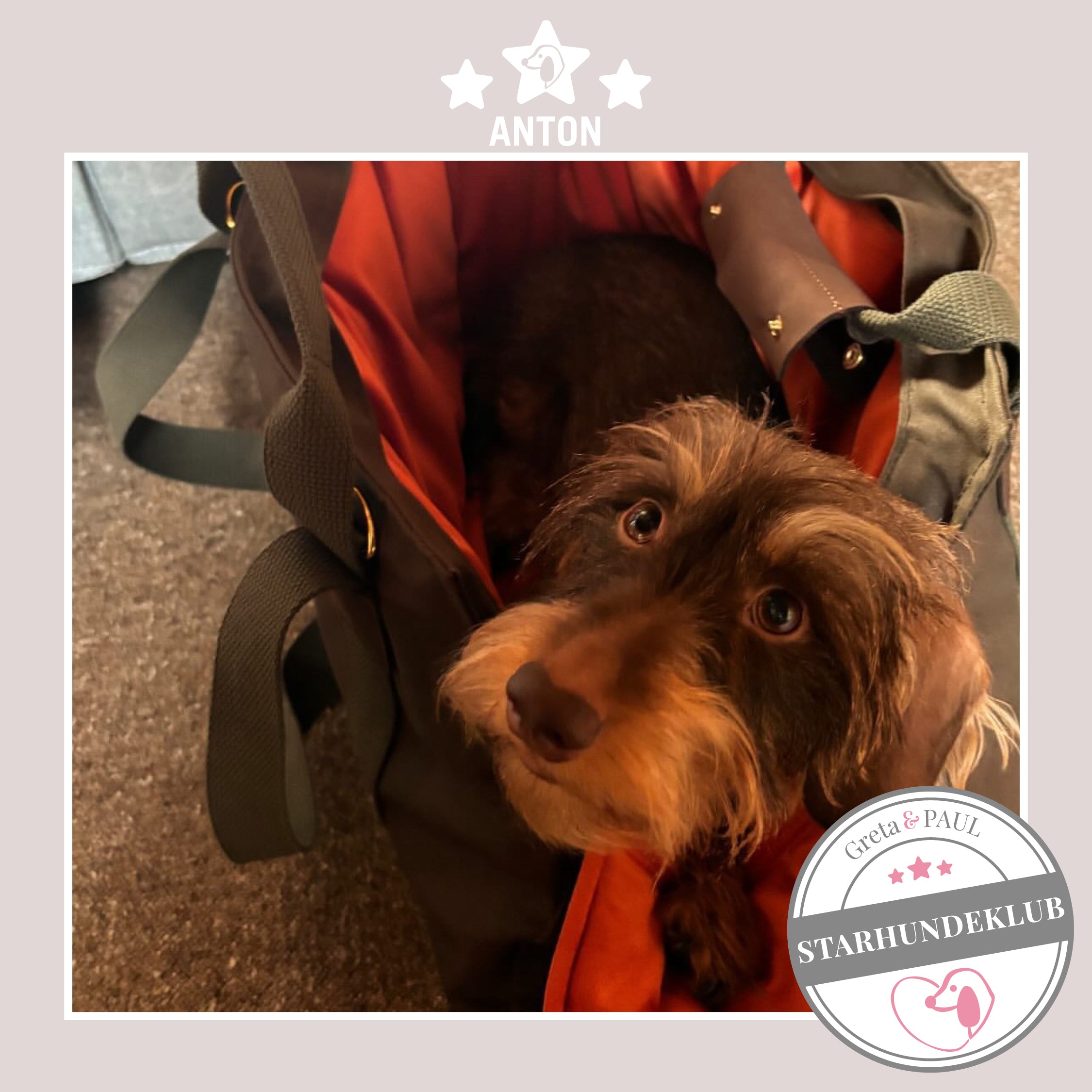 Starhundeklub-Mitglied Anton liegt in seiner gemütlichen Canvas-Hundetasche von Greta & PAUL.