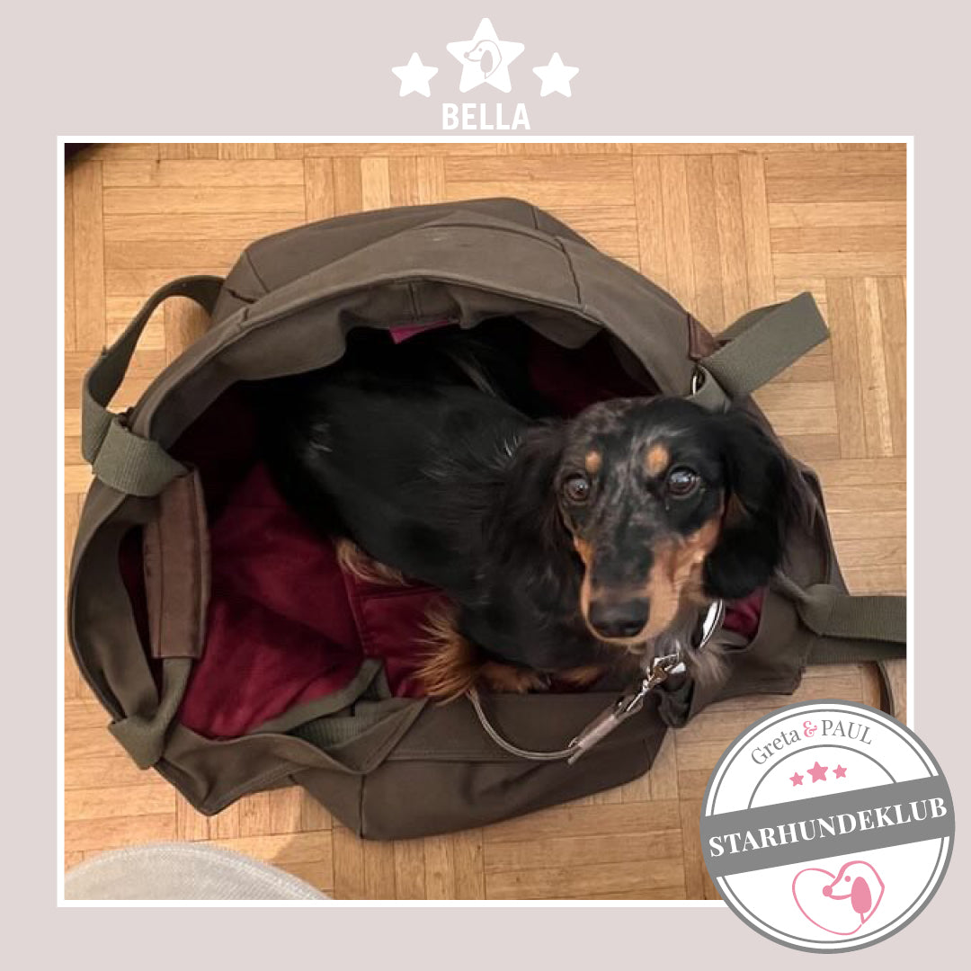 Starhundeklub-Mitglied Bella guckt aus ihrer gemütlichen Canvas-Hundetasche von Greta & PAUL.