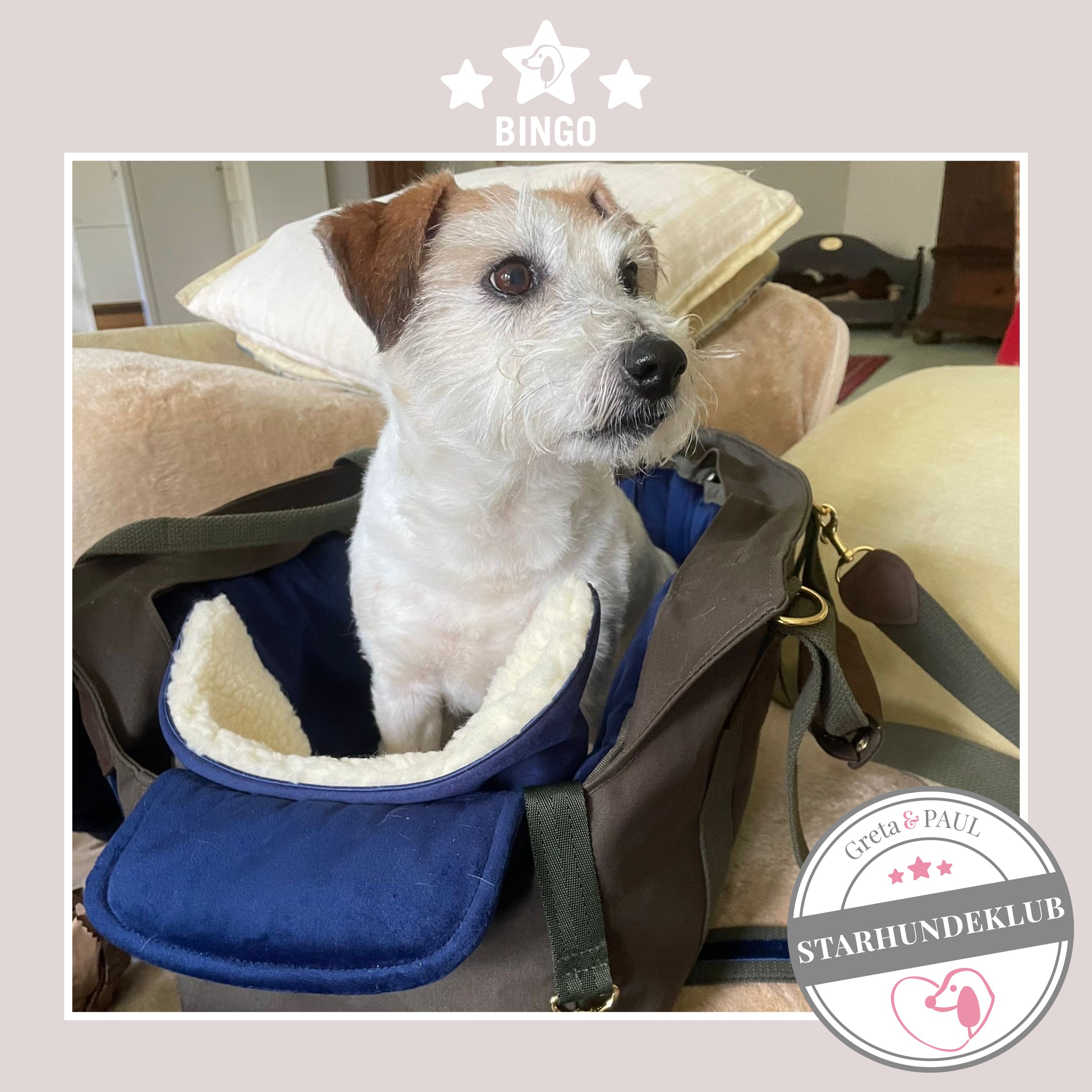 Starhundeklub-Mitglied Bingo sitzt in seiner gemütlichen, handgefertigten Canvas-Hundetasche von Greta & PAUL.