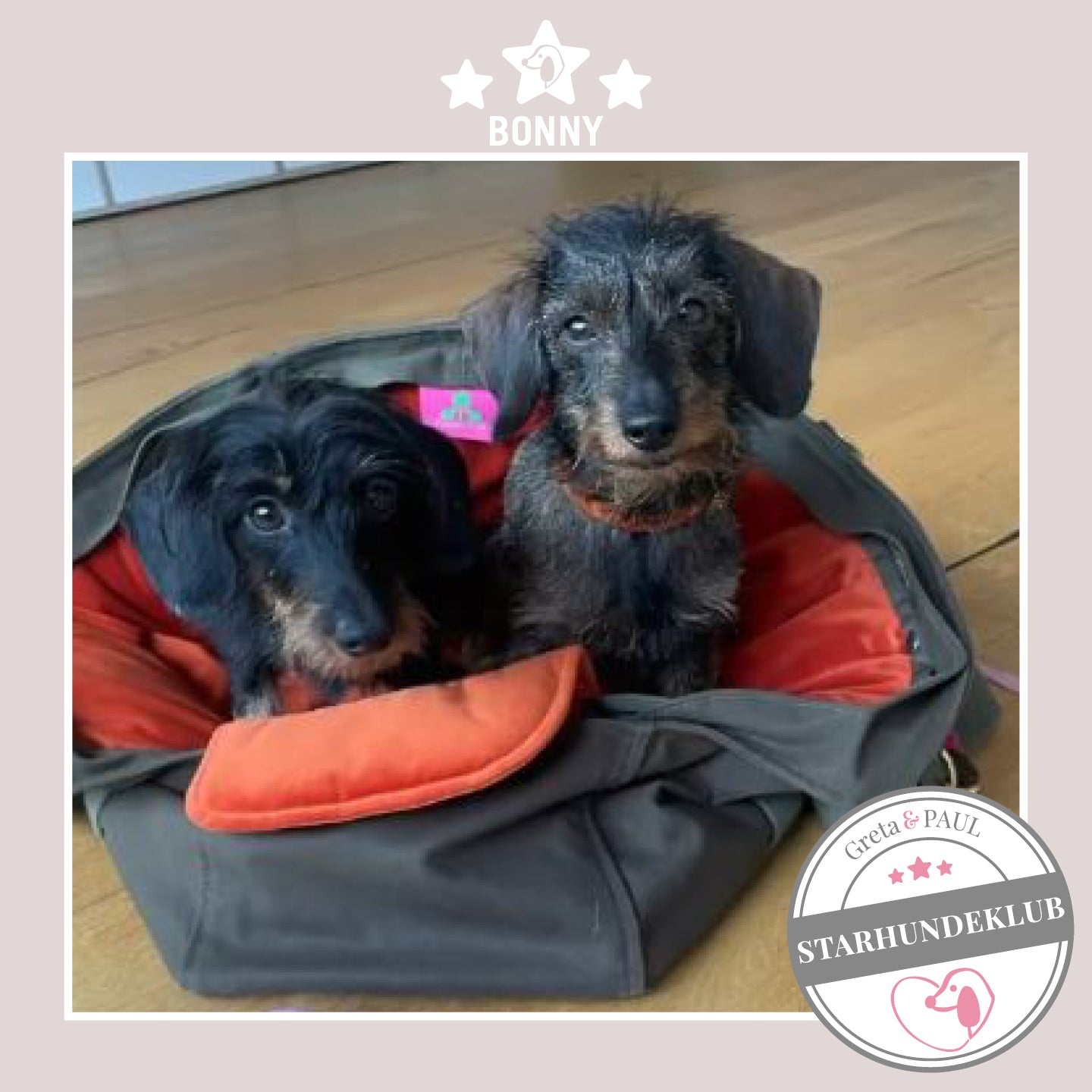 Starhundeklub-Mitglied Bonny guckt aus ihrer gemütlichen Canvas-Hundetasche von Greta & PAUL.