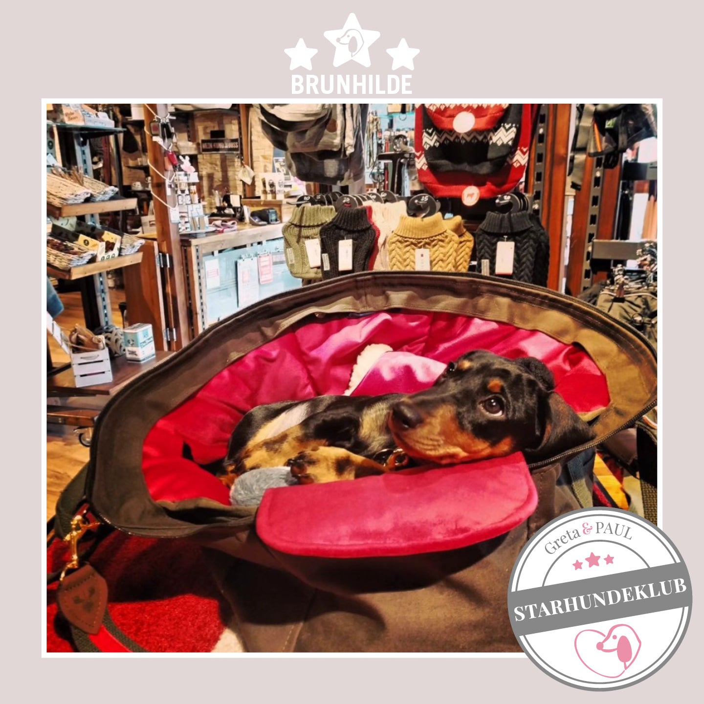 Starhundeklub-Mitglied Brunhilde guckt aus ihrer gemütlichen Canvas-Hundetasche von Greta & PAUL.