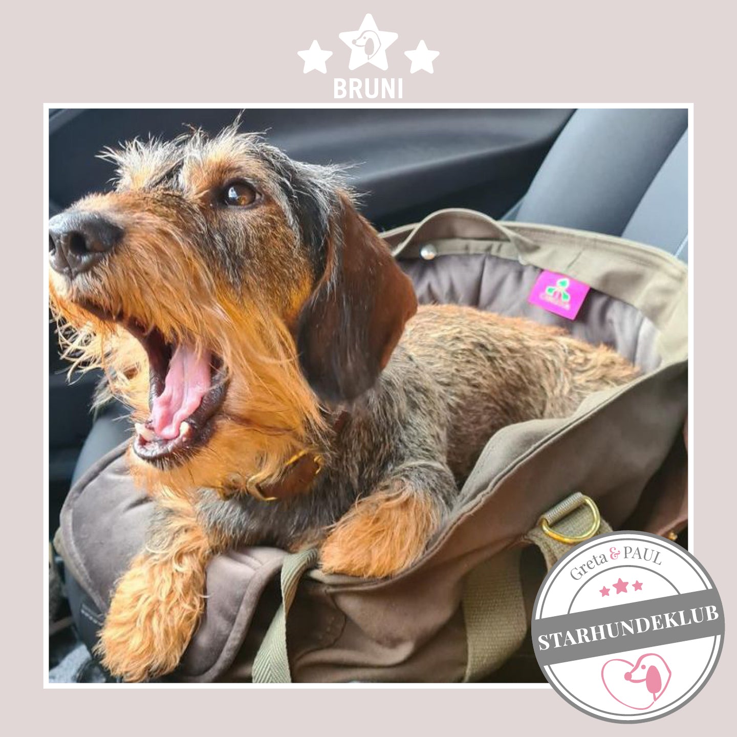 Starhundeklub-Mitglied Bruni liegt in seiner gemütlichen Canvas-Hundetasche von Greta & PAUL.
