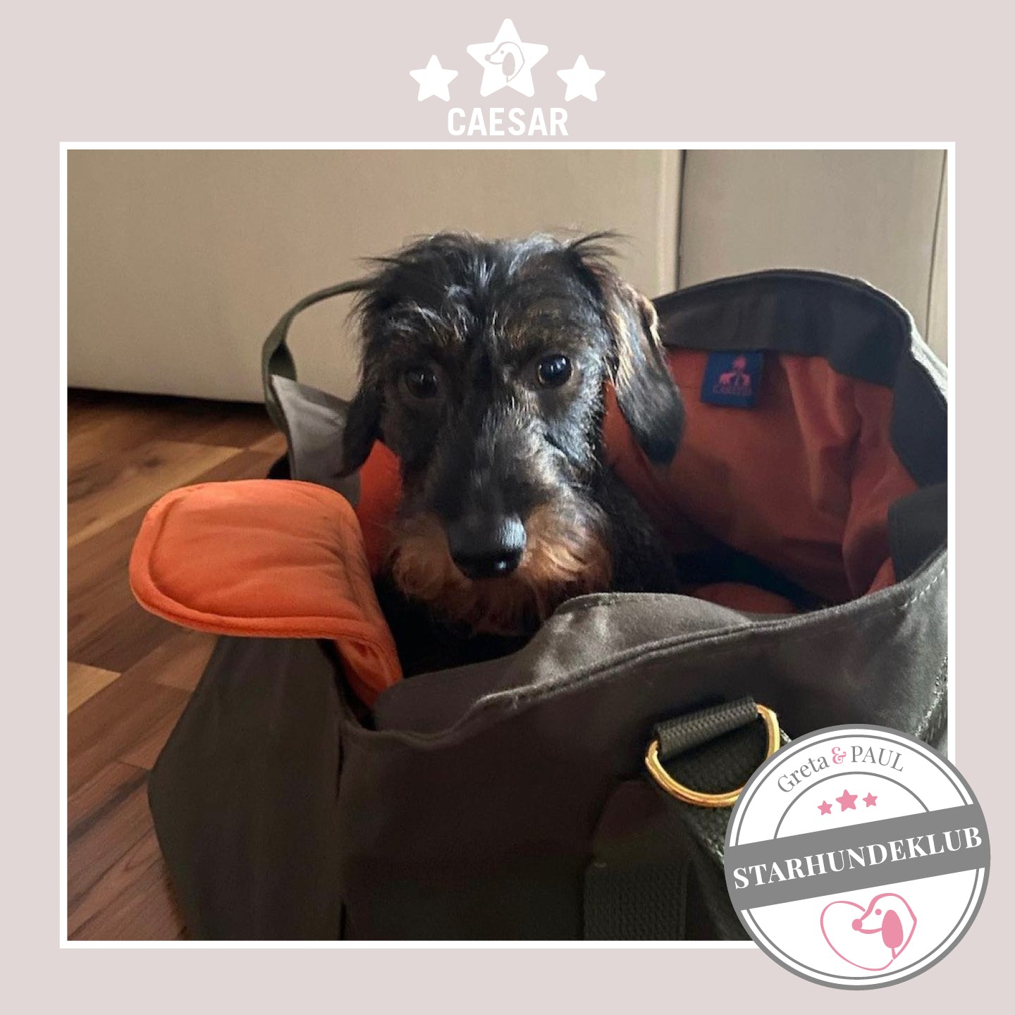 Starhundeklub-Mitglied Cäsar sitzt in seiner gemütlichen Canvas-Hundetasche von Greta & PAUL.