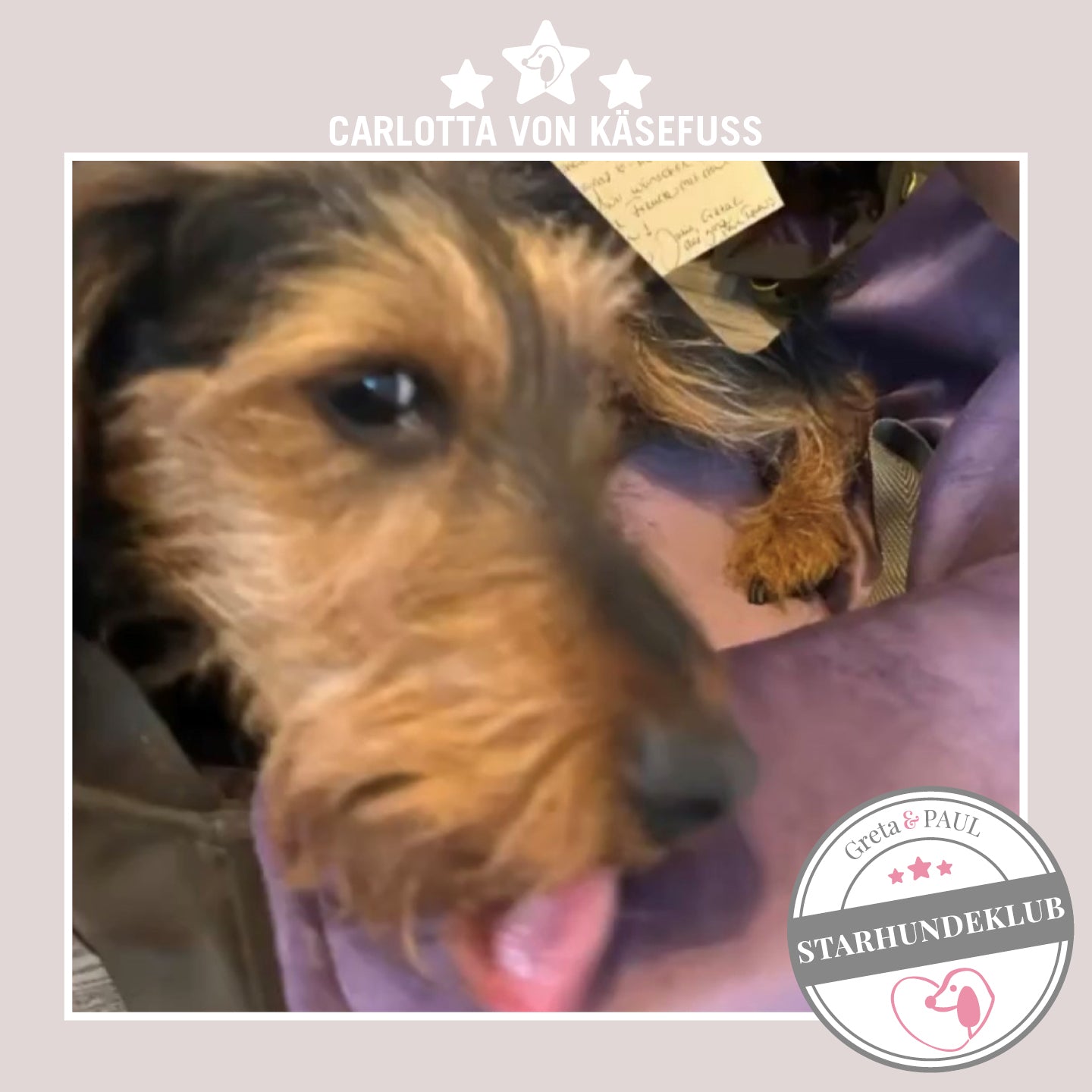 Starhundeklub-Mitglied Carlotta von Käsefuß guckt aus ihrer gemütlichen Canvas-Hundetasche von Greta & PAUL.