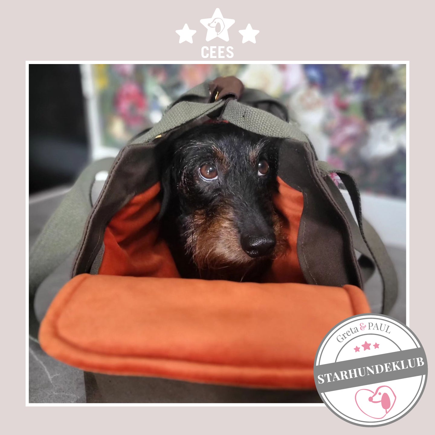 Starhundeklub-Mitglied Cees guckt aus seiner gemütlichen Canvas-Hundetasche von Greta & PAUL.
