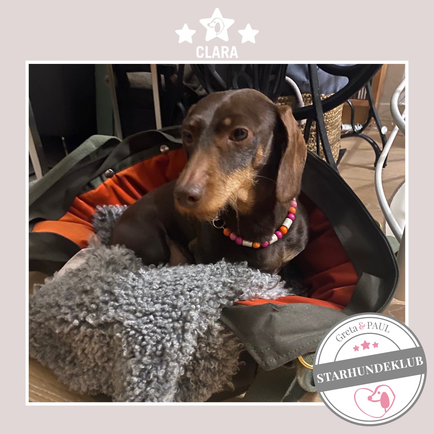 Starhundeklub-Mitglied Clara sitzt in ihrer gemütlichen Canvas-Hundetasche von Greta & PAUL.