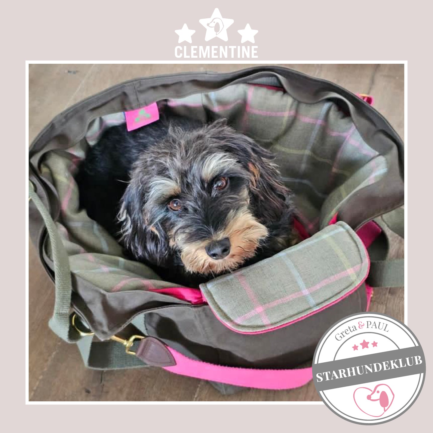 Starhundeklub-Mitglied Clementine sitzt in ihrer gemütlichen Canvas-Hundetasche von Greta & PAUL.