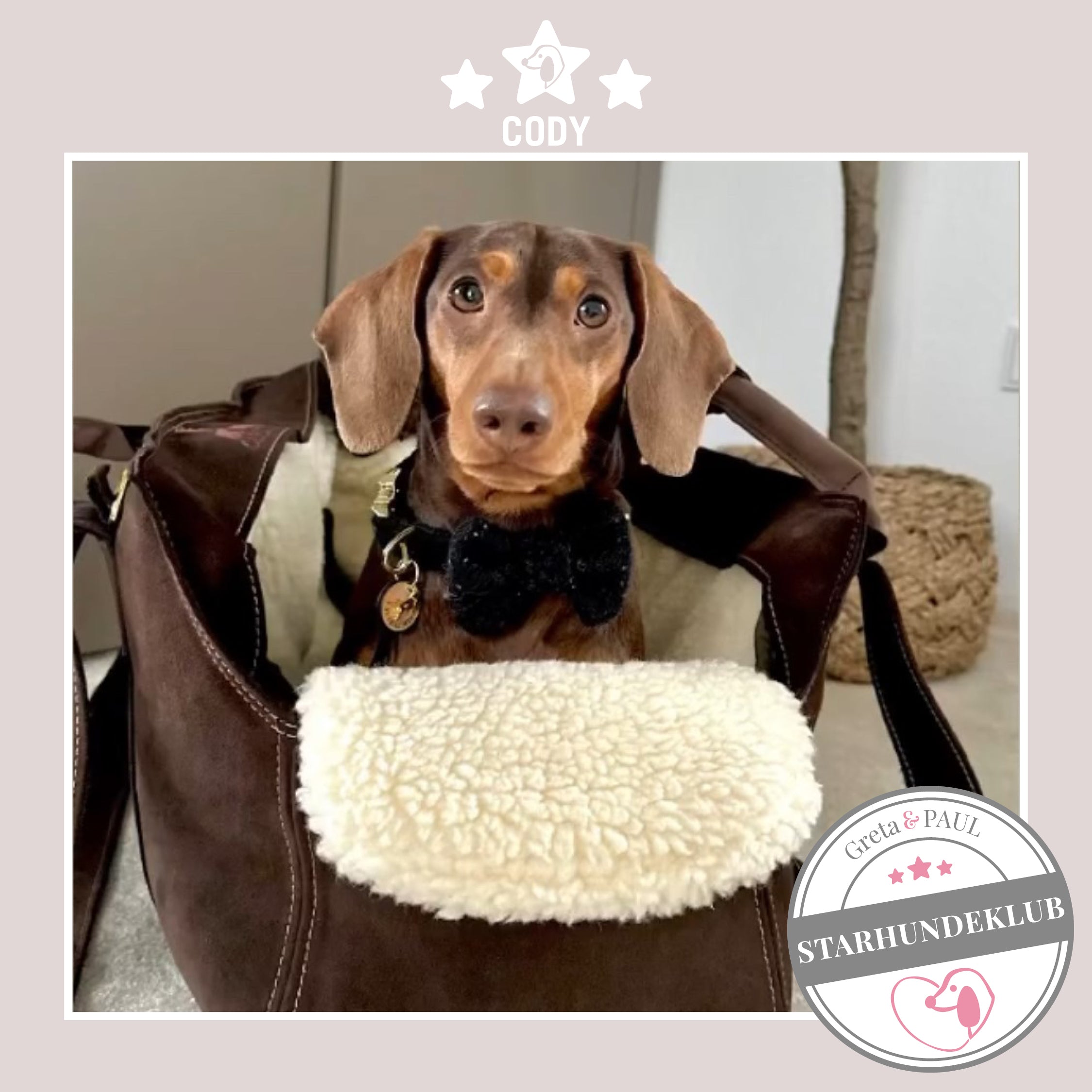 Starhundeklub-Mitglied Cody sitzt in seiner gemütlichen Wildleder-Hundetasche von Greta & PAUL.
