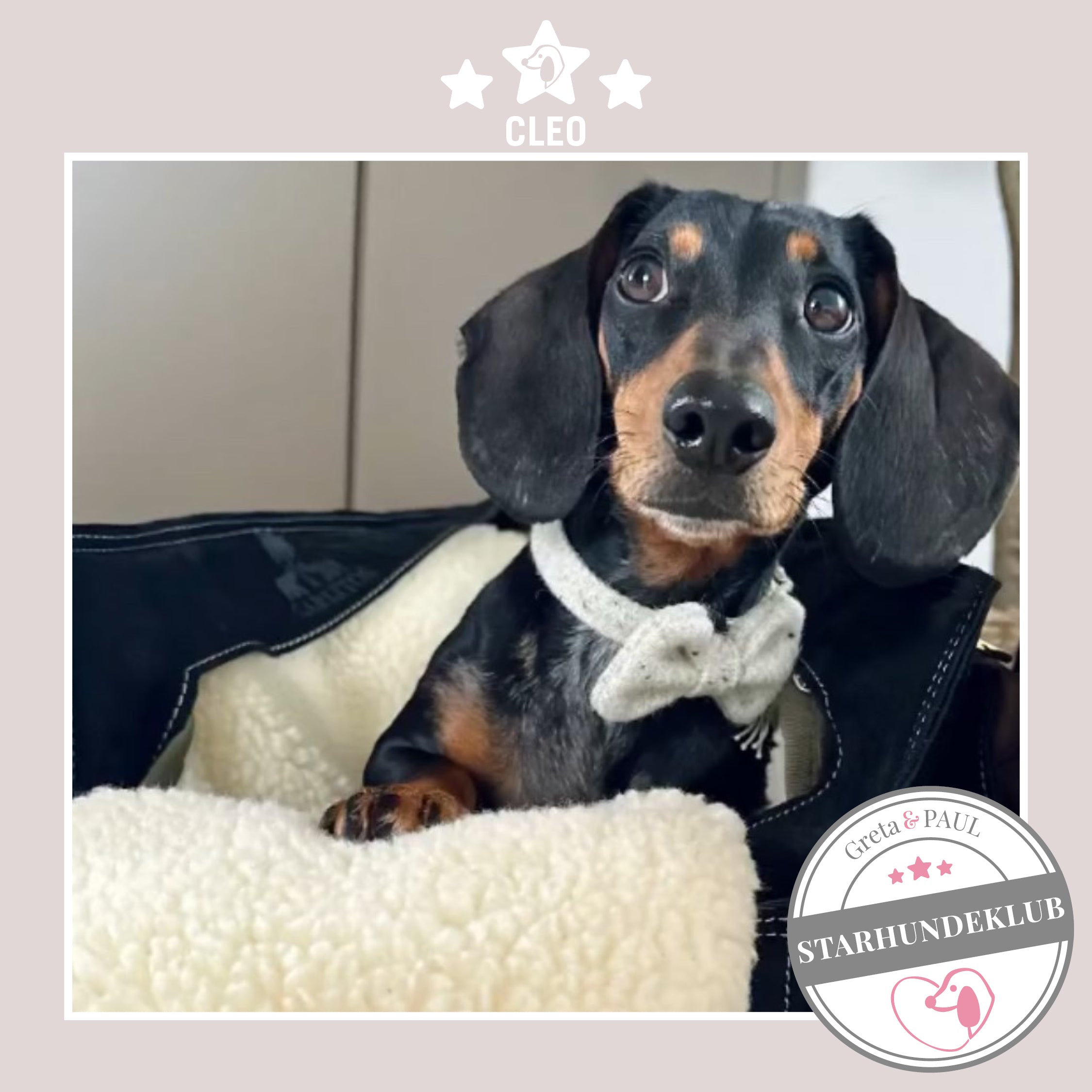 Starhundeklub-Mitglied Cleo guckt aus seiner gemütlichen Canvas-Hundetasche von Greta & PAUL.