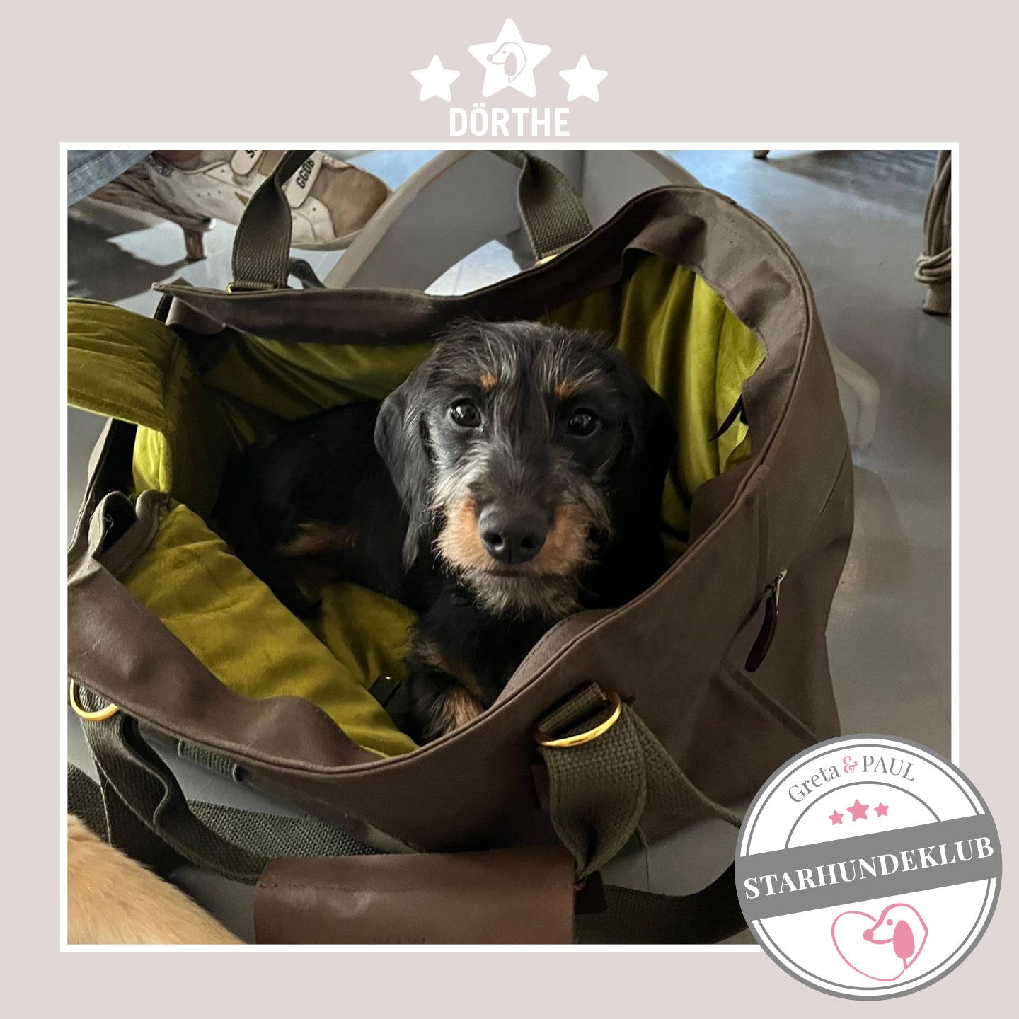 Starhundeklub-Mitglied Dörthe guckt aus ihrer gemütlichen Canvas-Hundetasche von Greta & PAUL.