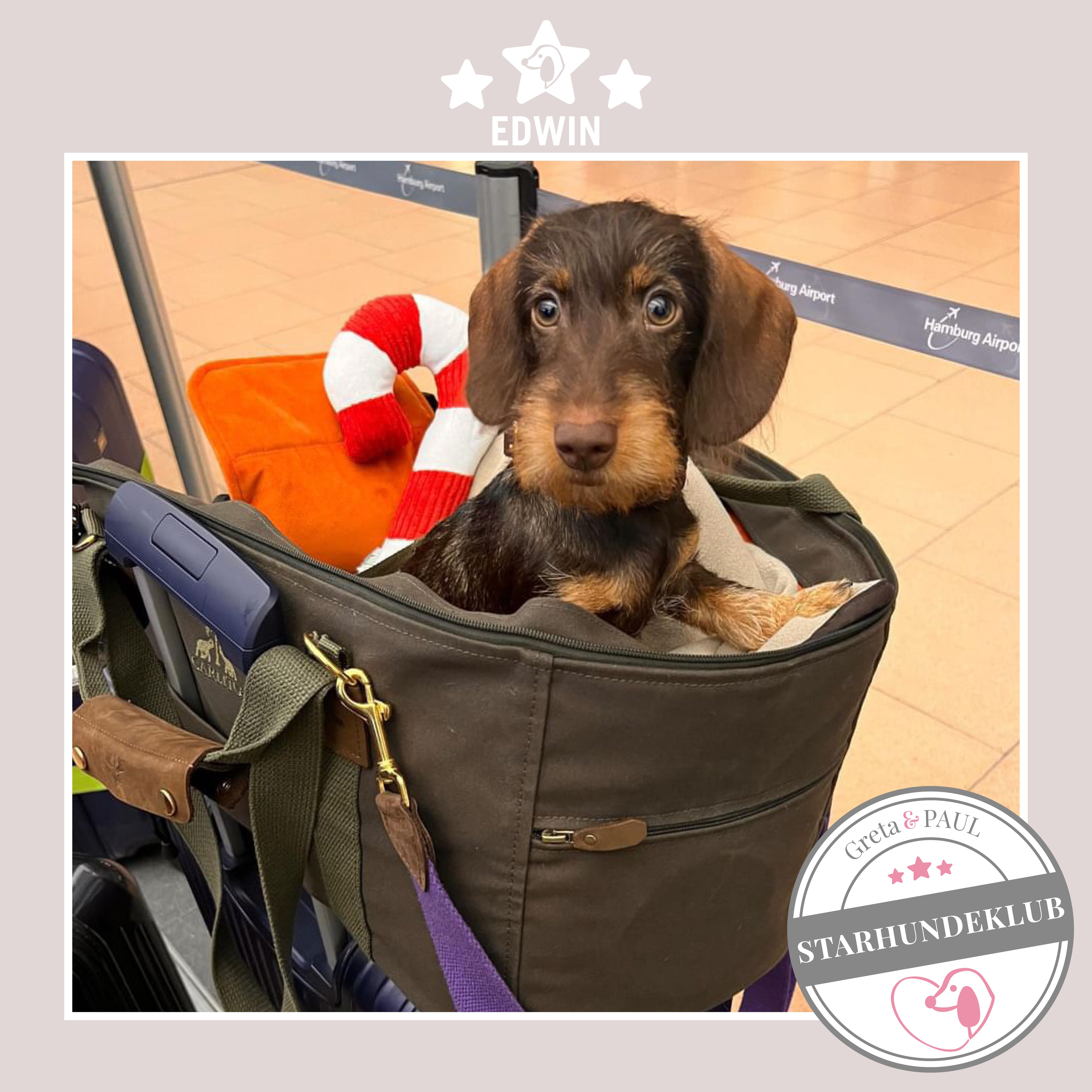 Starhundeklub-Mitglied Edwin, sitzt in einer gemütlichen, handgefertigten Hundetasche in Khaki von Greta & PAUL.