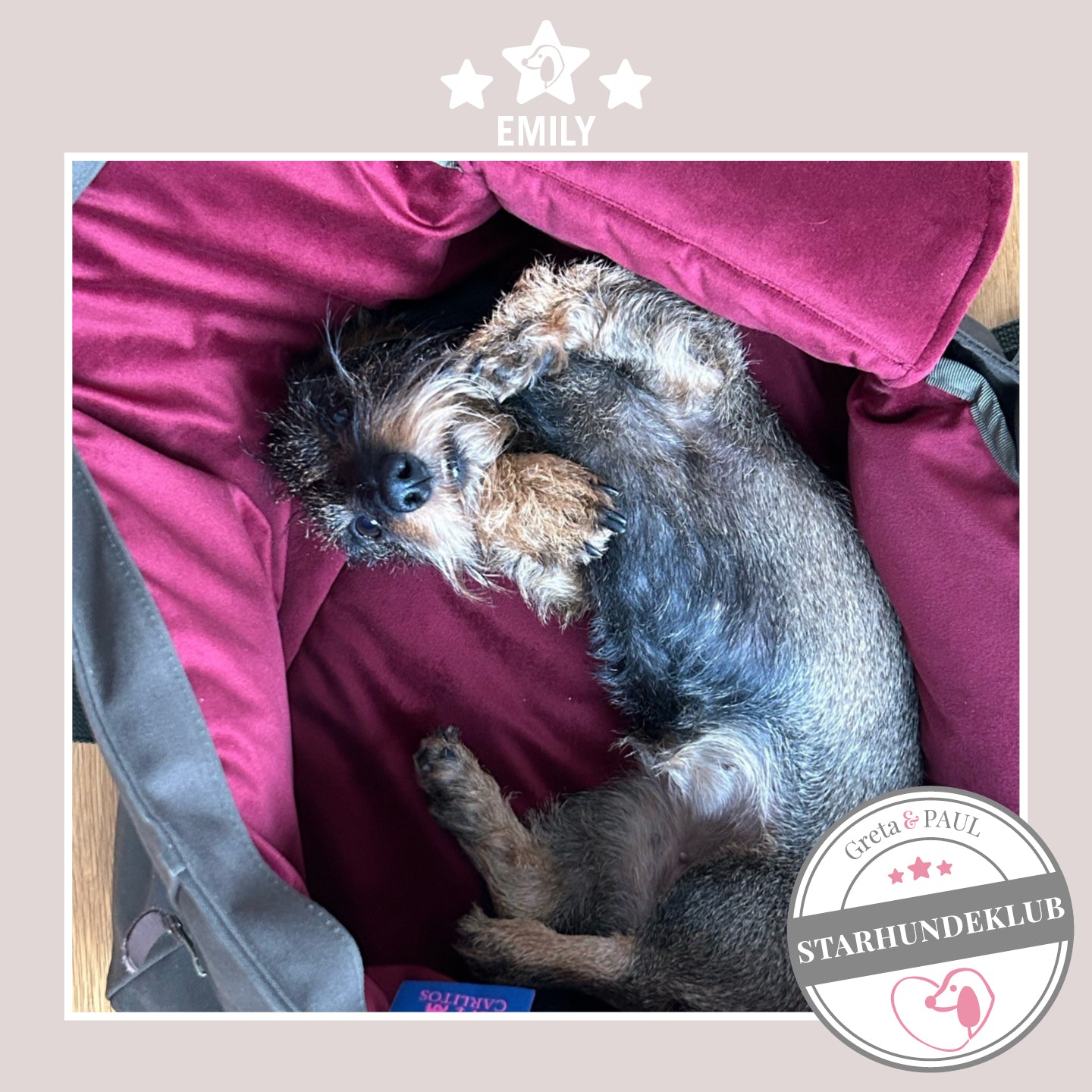 Starhundeklub-Mitglied Emily liegt in ihrer gemütlichen Canvas-Hundetasche von Greta & PAUL.