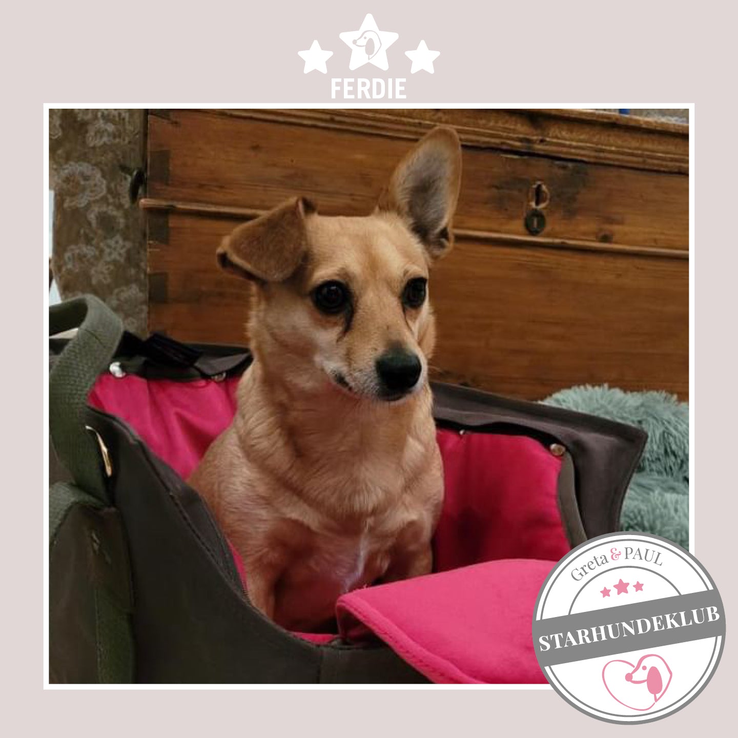 Starhundeklub-Mitglied Ferdie guckt aus ihrer gemütlichen Canvas-Hundetasche von Greta & PAUL.