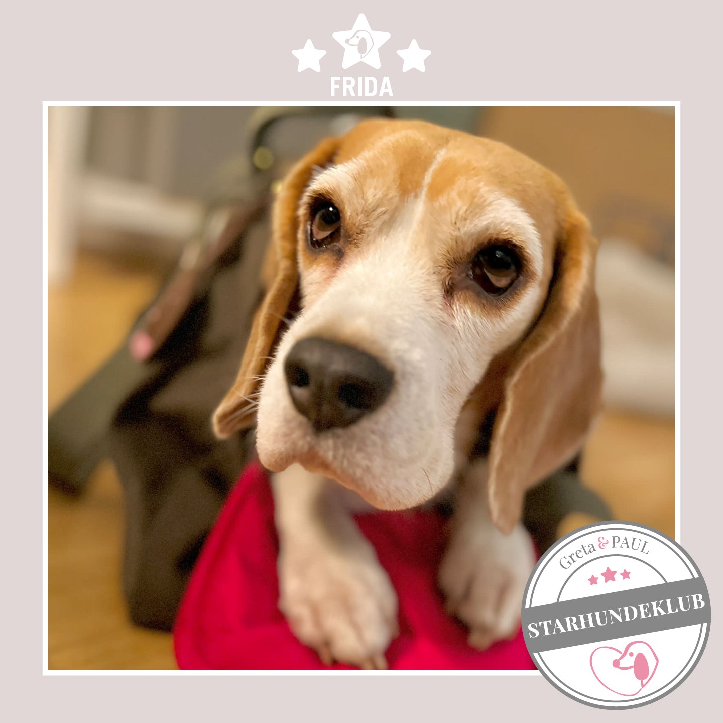 Starhundeklub-Mitglied Frida guckt aus ihrer gemütlichen Canvas-Hundetasche von Greta & PAUL.