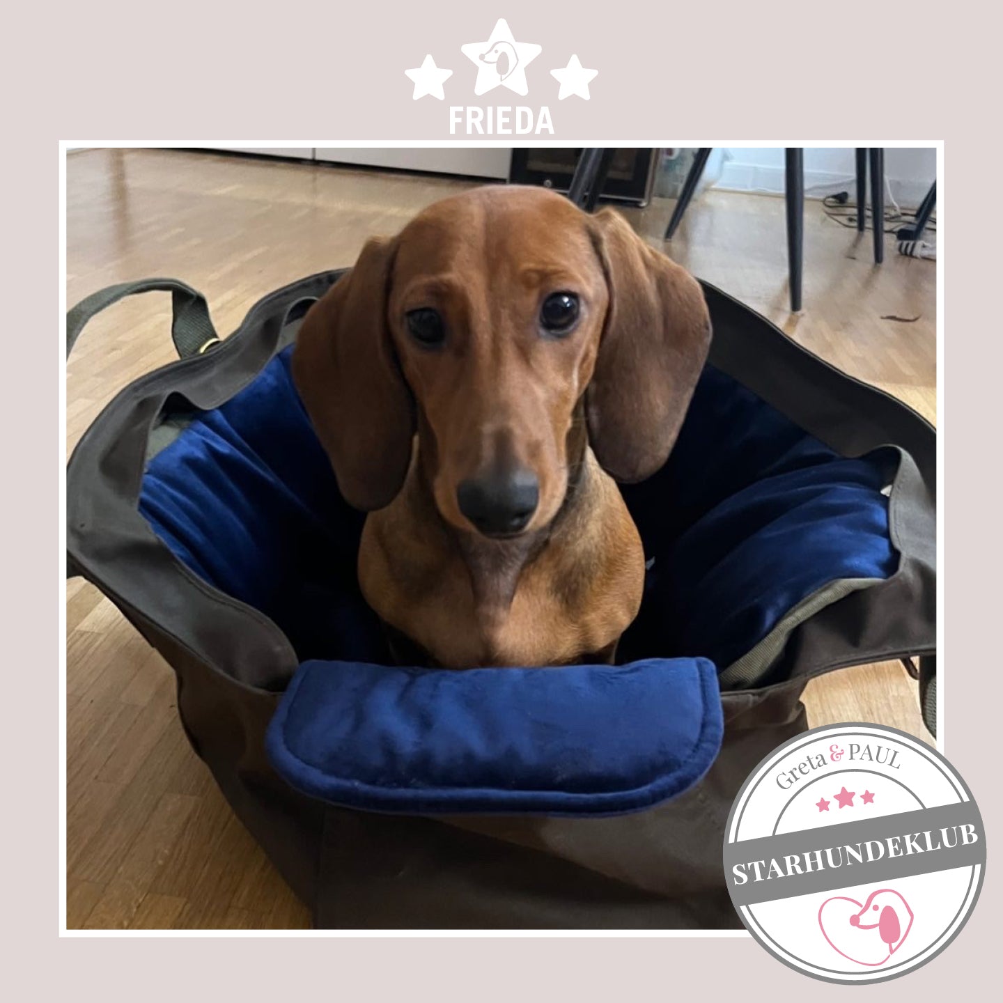 Starhundeklub-Mitglied Frieda guckt aus ihrer gemütlichen Canvas-Hundetasche von Greta & PAUL.