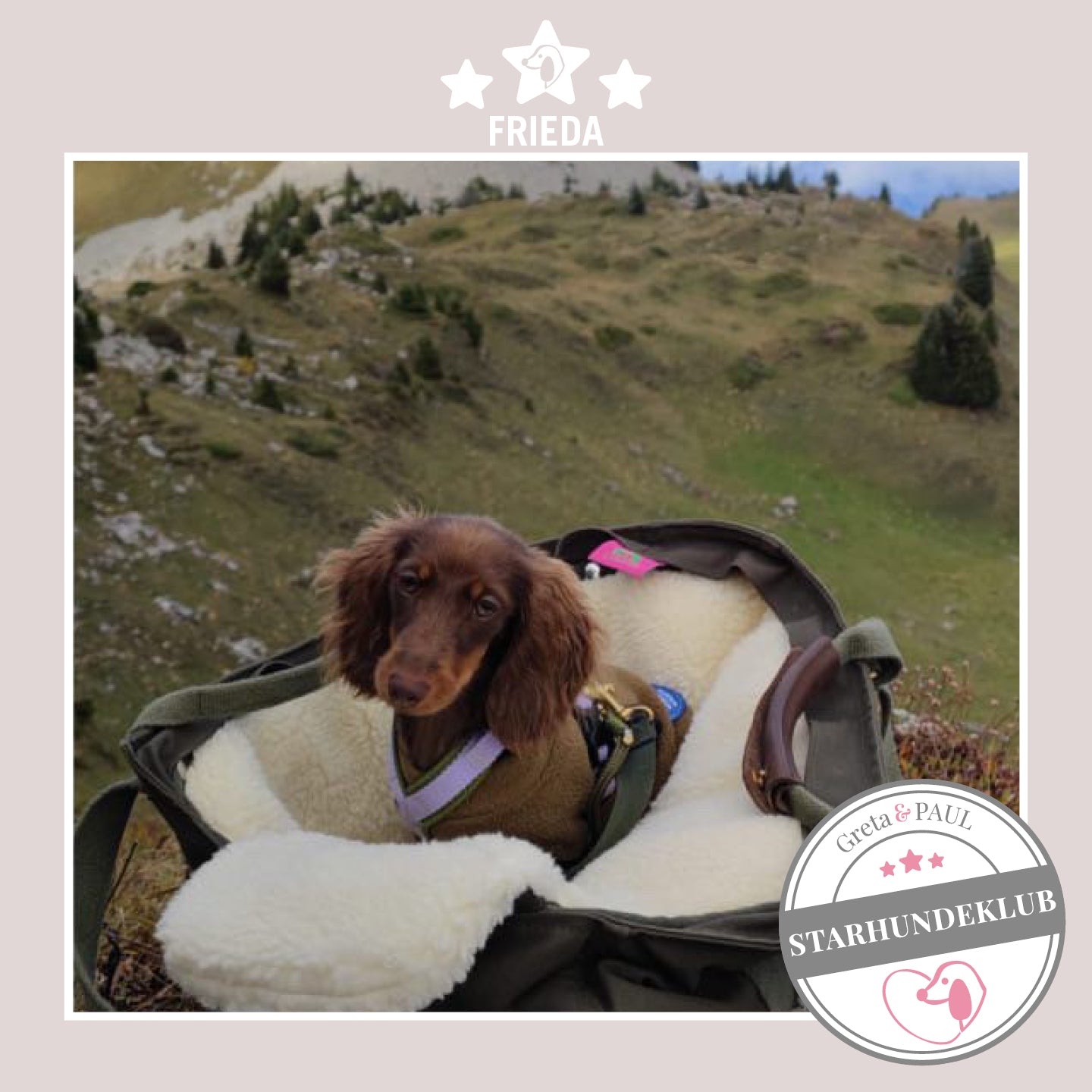 Starhundeklub-Mitglied Frieda guckt aus ihrer gemütlichen Canvas-Hundetasche von Greta & PAUL.