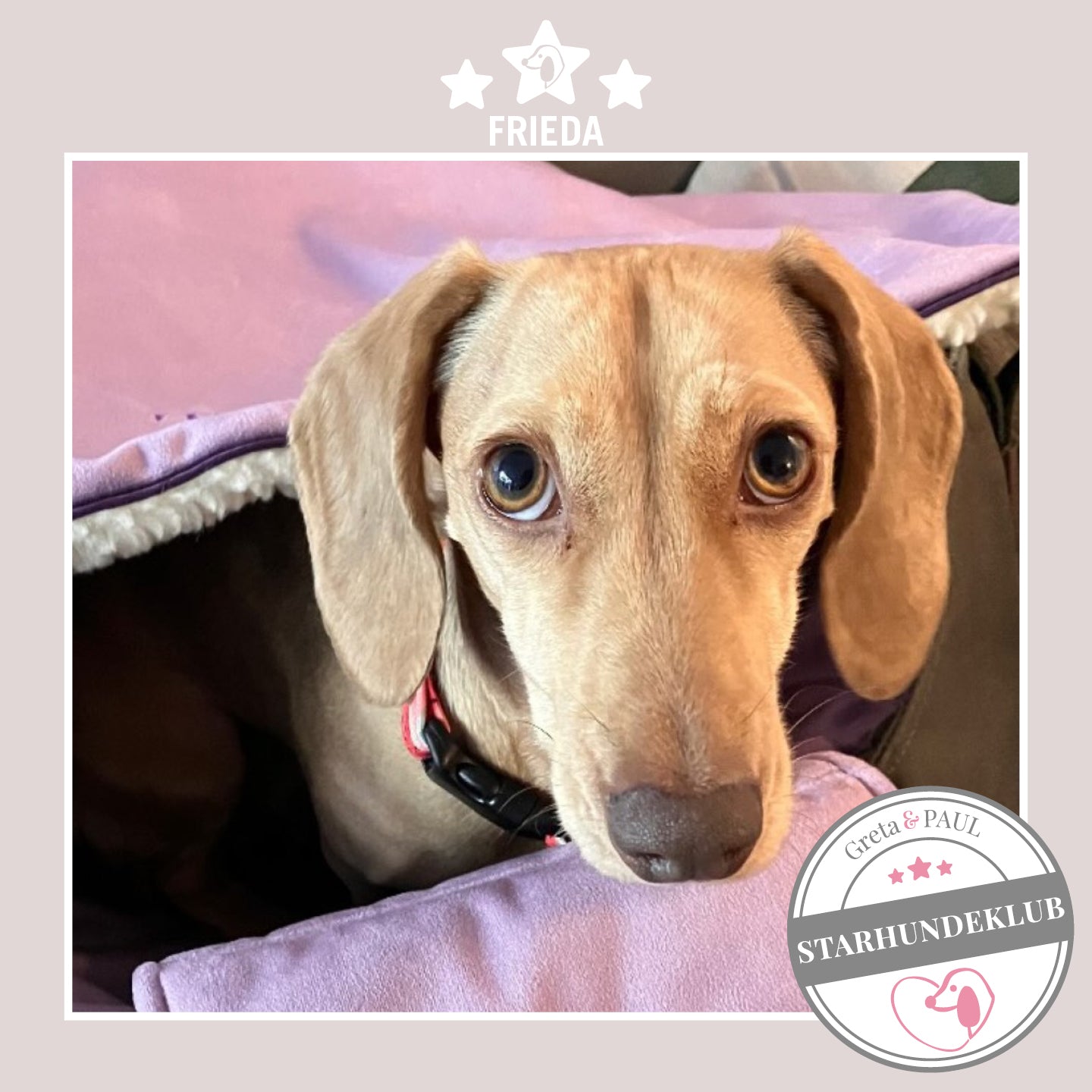 Starhundeklub-Mitglied Frieda guckt aus ihrer gemütlichen Canvas-Hundetasche von Greta & PAUL.