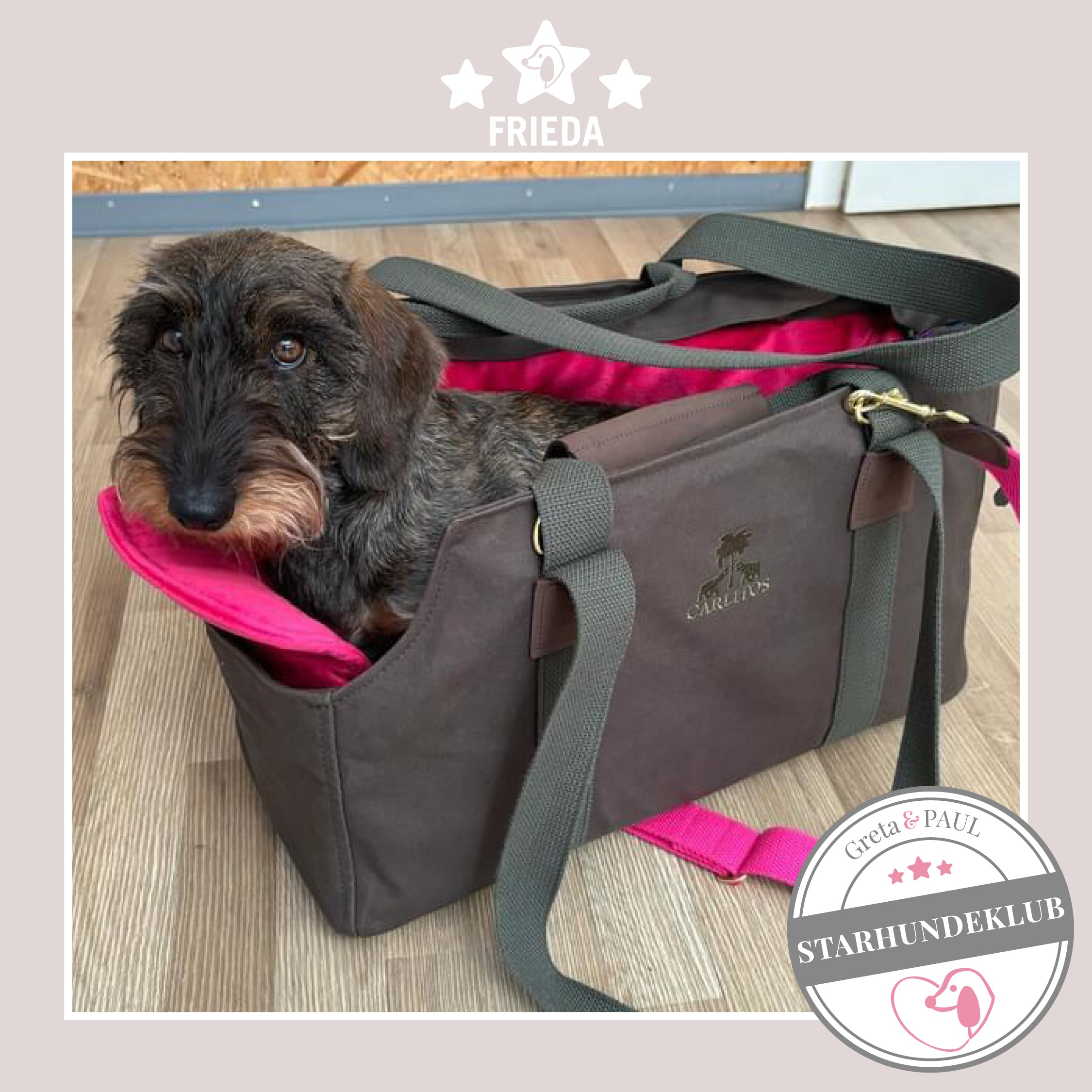 Starhundeklub-Mitglied Frieda liegt in ihrer gemütlichen, handgefertigten Canvas-Hundetasche von Greta & PAUL.