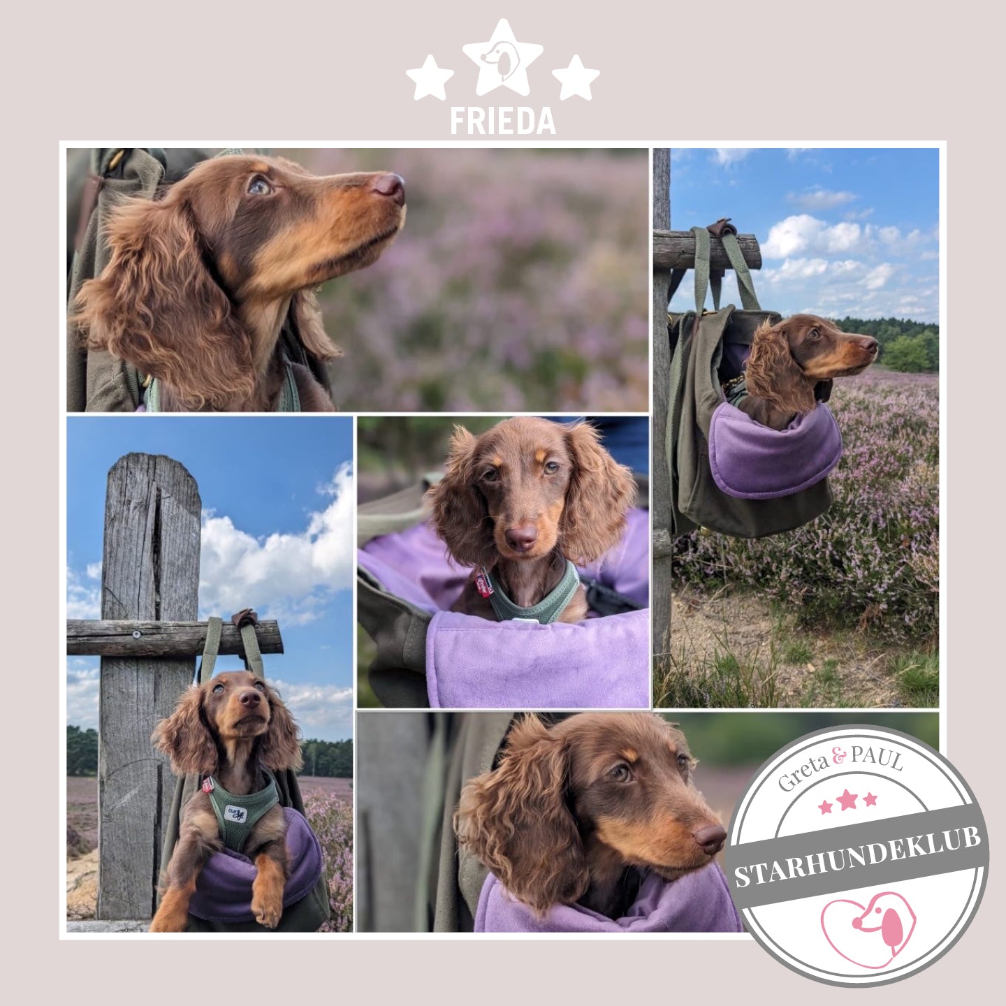 Starhundeklub-Mitglied Frieda guckt aus ihrer gemütlichen Canvas-Hundetasche von Greta & PAUL.