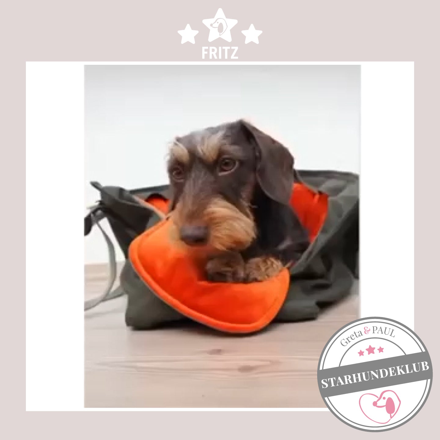 Starhundeklub-Mitglied Fritz guckt aus seiner gemütlichen Canvas-Hundetasche von Greta & PAUL.