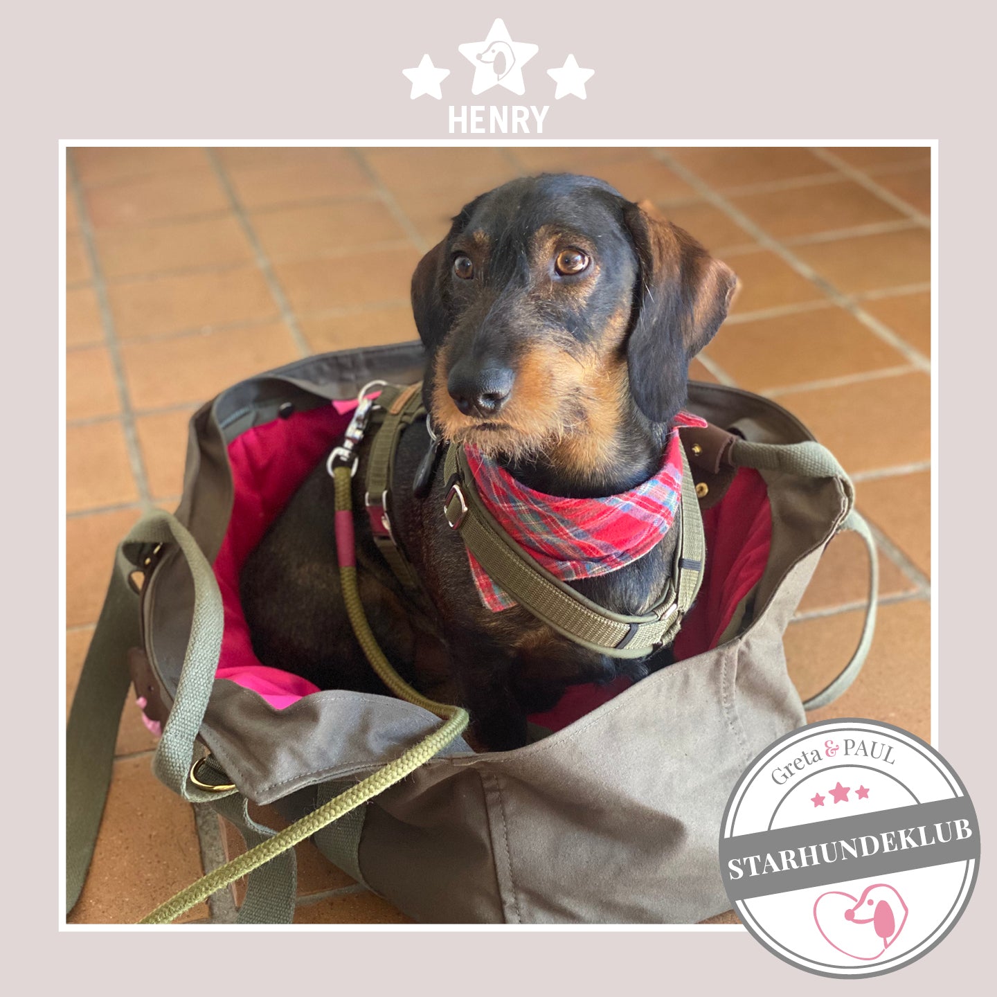 Starhundeklub-Mitglied Henry sitzt in seiner gemütlichen Canvas-Hundetasche von Greta & PAUL.