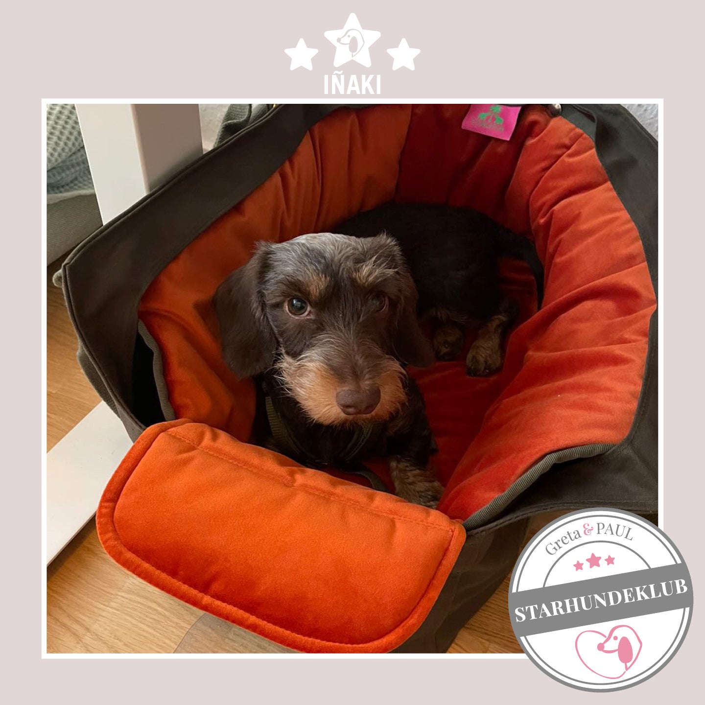 Starhundeklub-Mitglied Inaki guckt aus seiner gemütlichen Canvas-Hundetasche von Greta & PAUL.