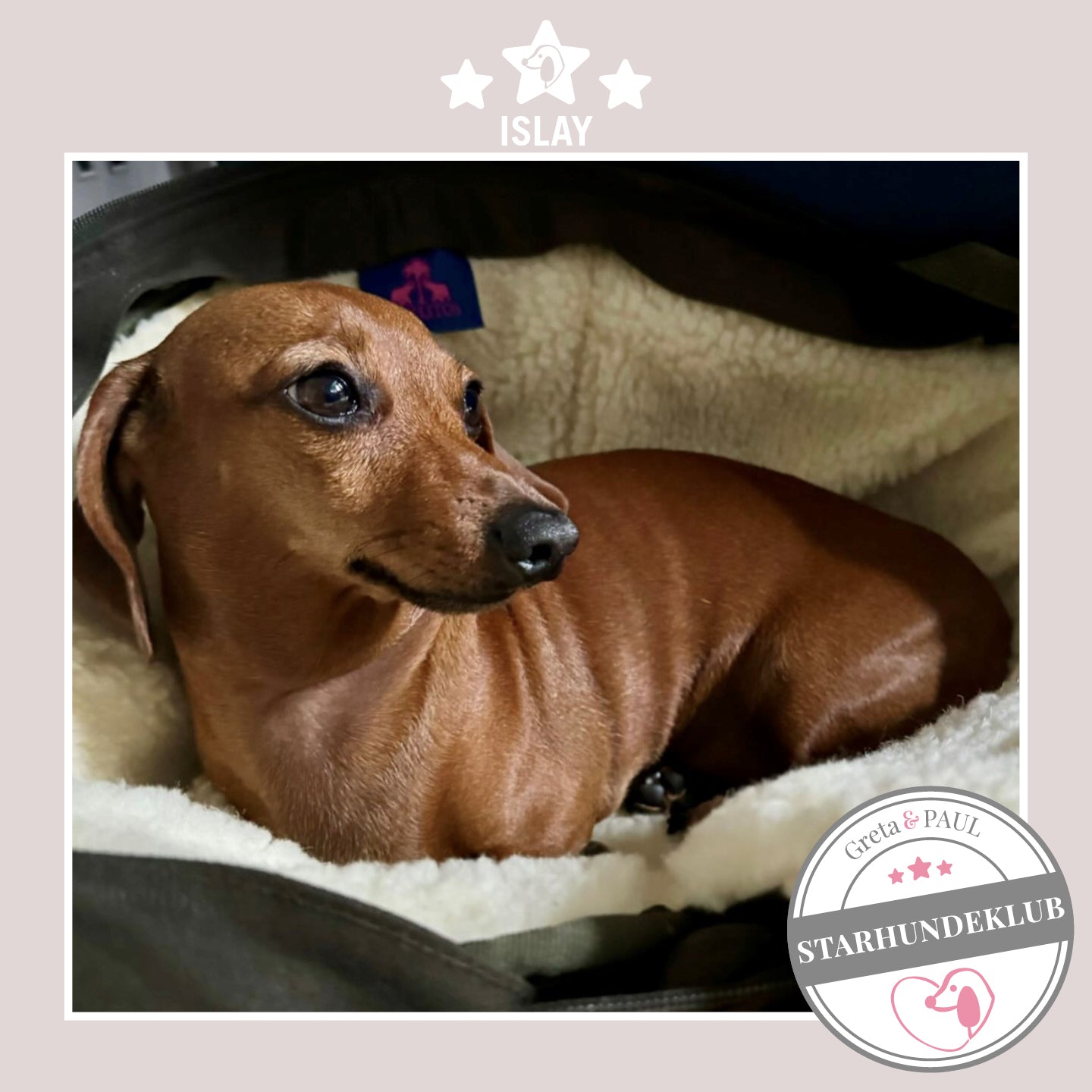 Starhundeklub-Mitglied Islay liegt in ihrer gemütlichen Canvas-Hundetasche von Greta & PAUL.