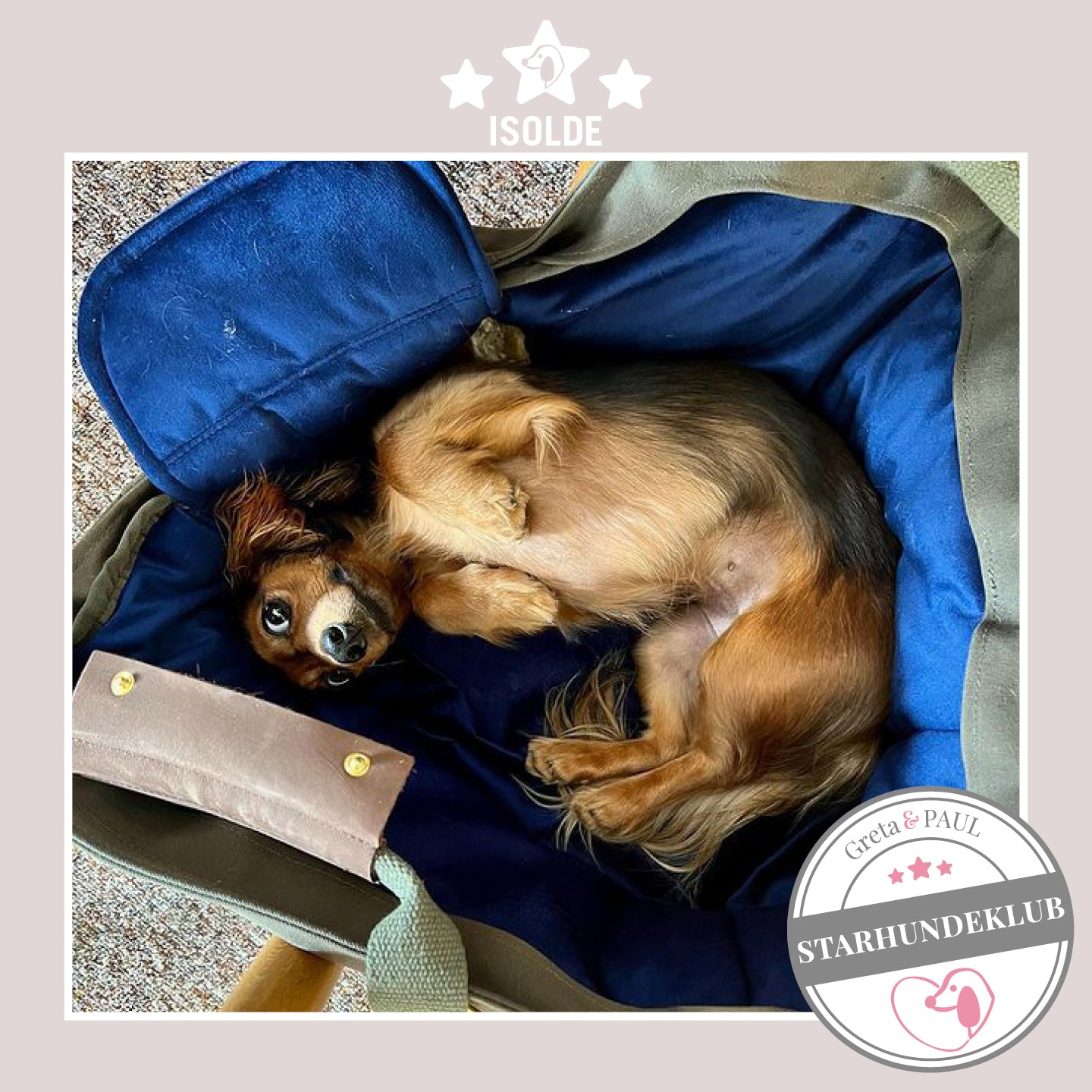 Starhundeklub-Mitglied Isolde liegt in ihrer gemütlichen Canvas-Hundetasche von Greta & PAUL.