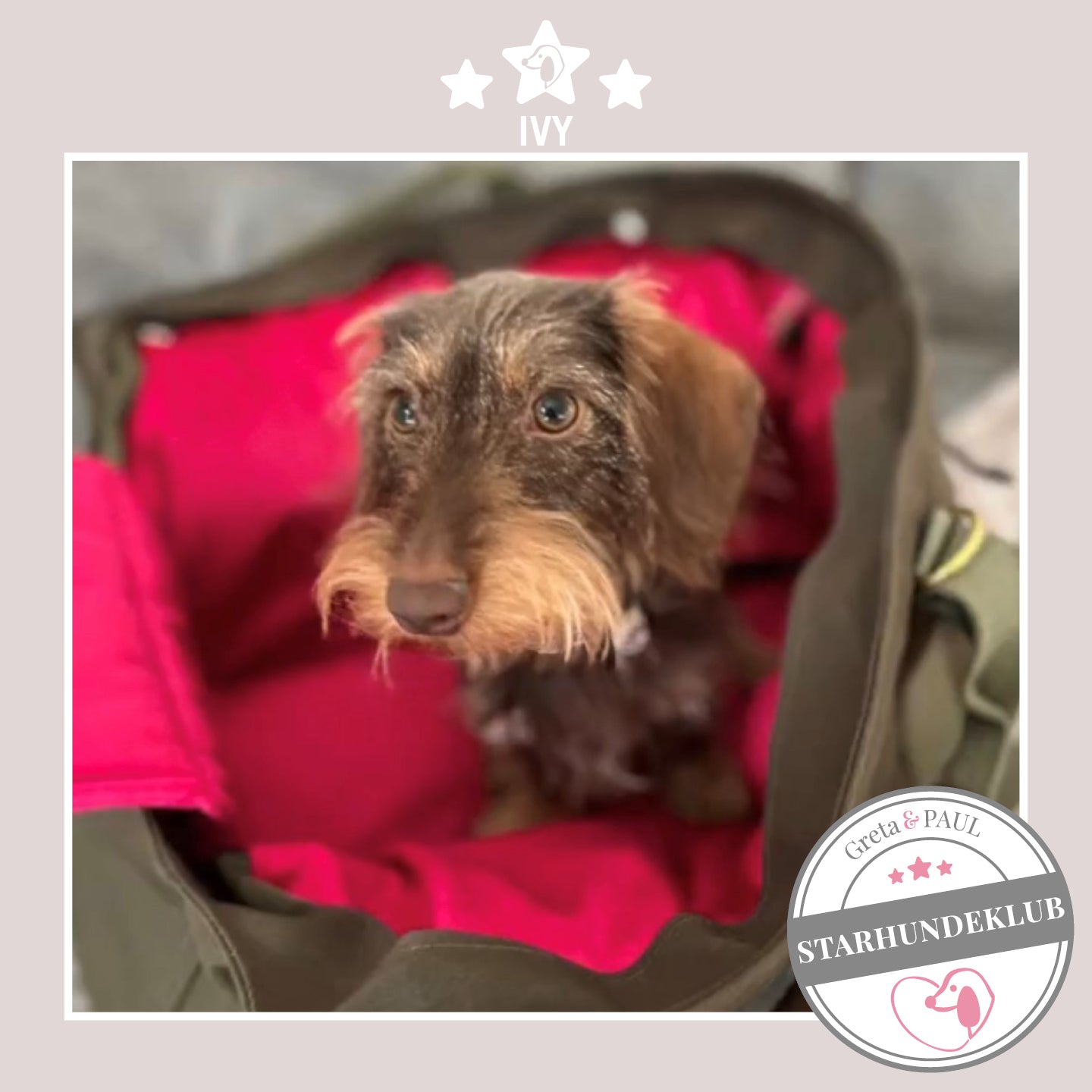 Starhundeklub-Mitglied Ivy sitzt in ihrer gemütlichen Canvas-Hundetasche von Greta & PAUL.