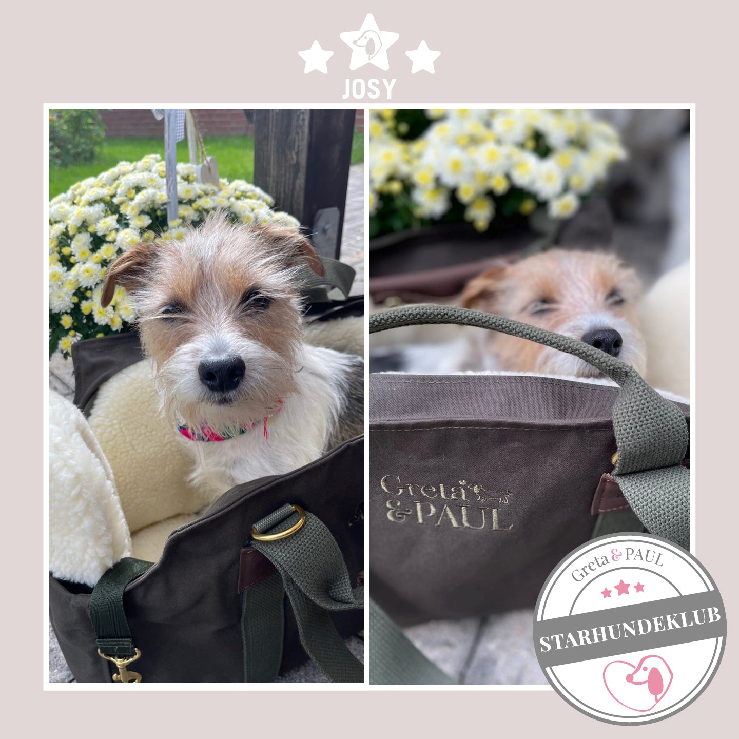 Bildcollage: Starhundeklub-Mitglied Josy sitzt in ihrer gemütlichen Canvas-Hundetasche von Greta & PAUL.