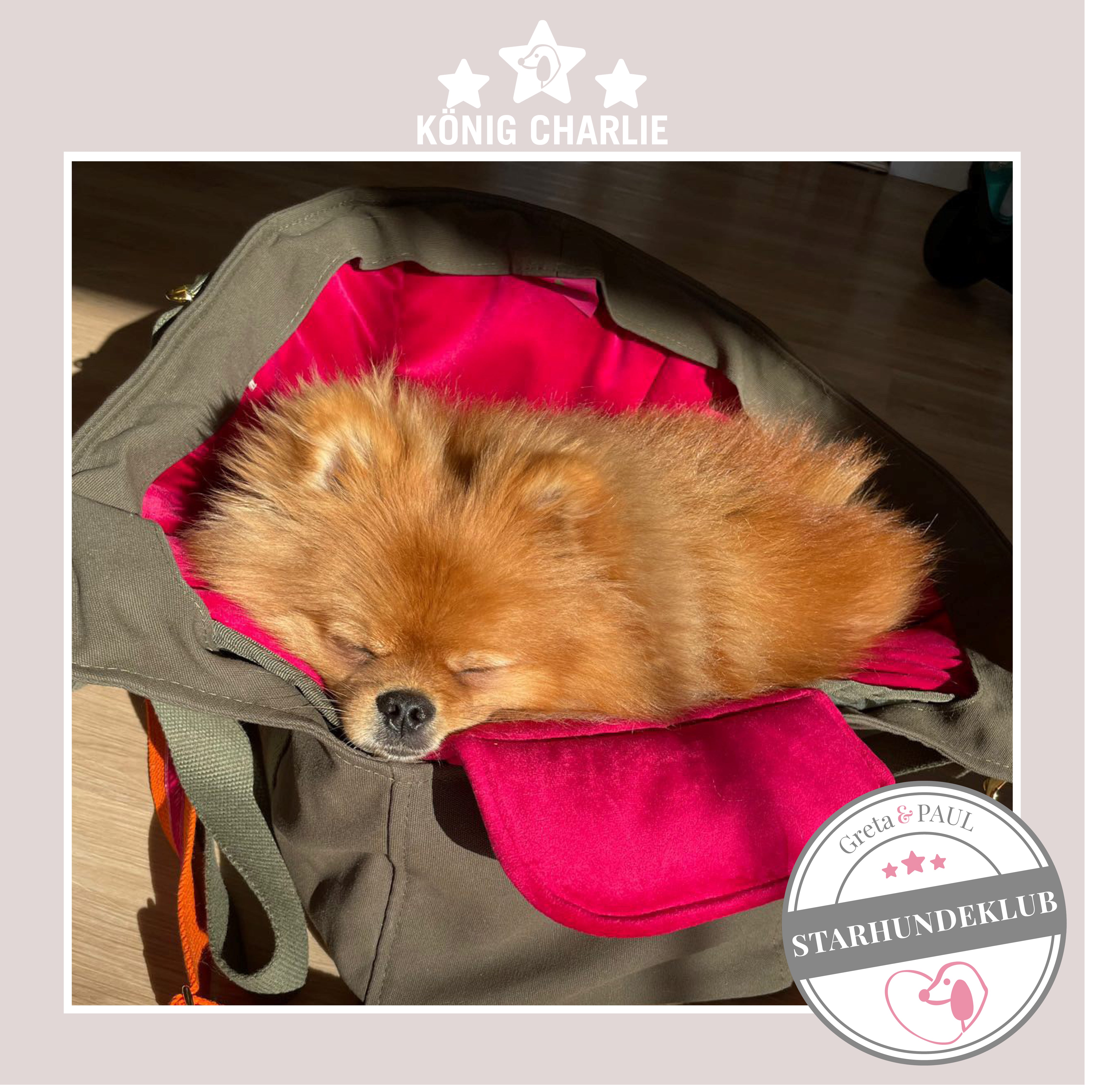 Starhundeklub-Mitglied König-Charlie, liegt in einer gemütlichen, handgefertigten Hundetasche in Khaki von Greta & PAUL.