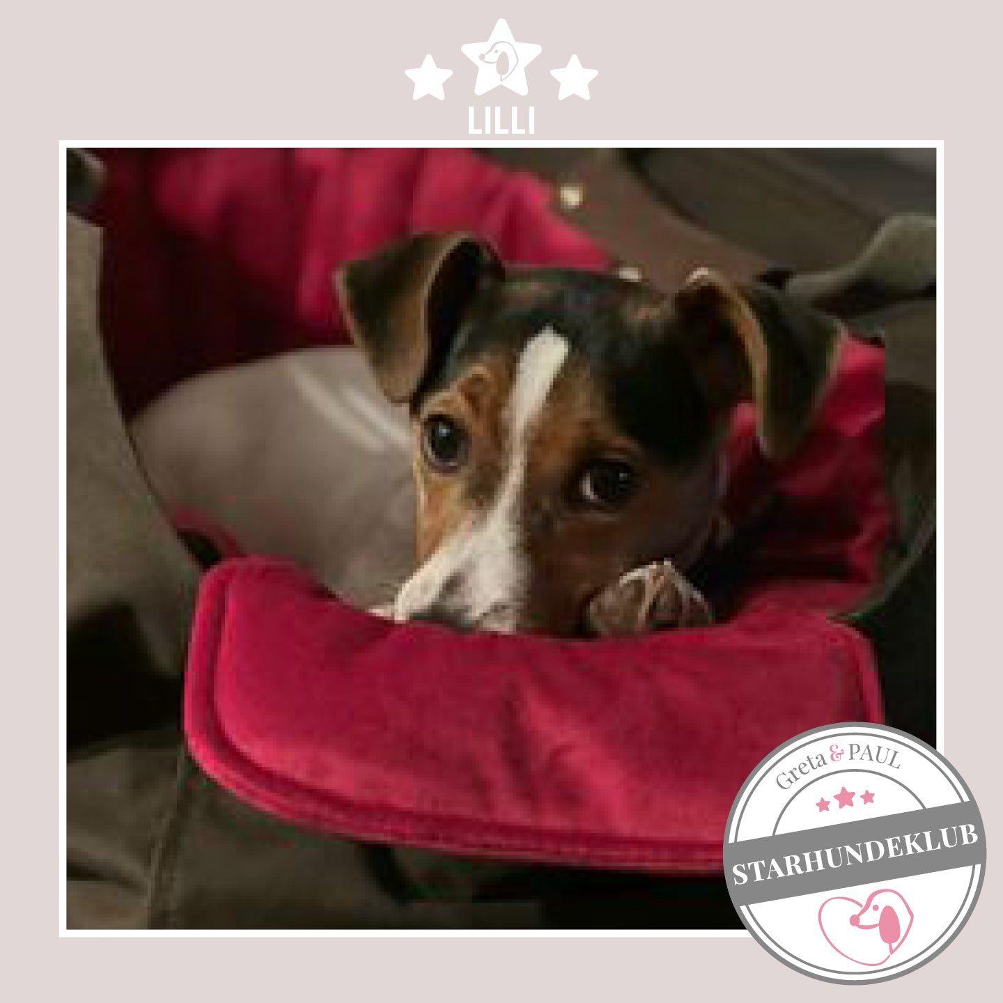Starhundeklub-Mitglied Lilli guckt aus ihrer gemütlichen Canvas-Hundetasche von Greta & PAUL.
