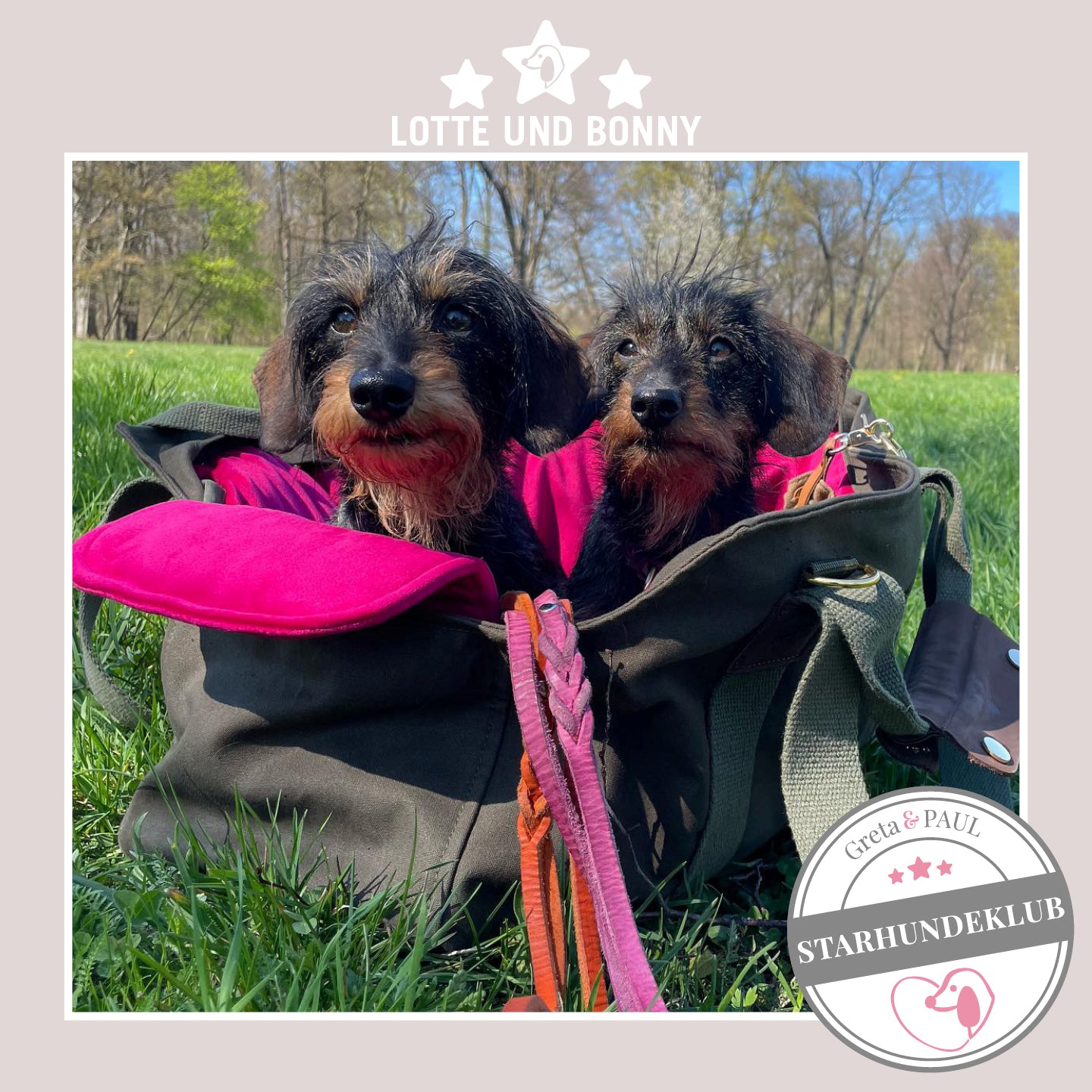 Starhundeklub-Mitglieder Lotte und Bonny sitzen in ihrer gemütlichen Canvas-Hundetasche von Greta & PAUL