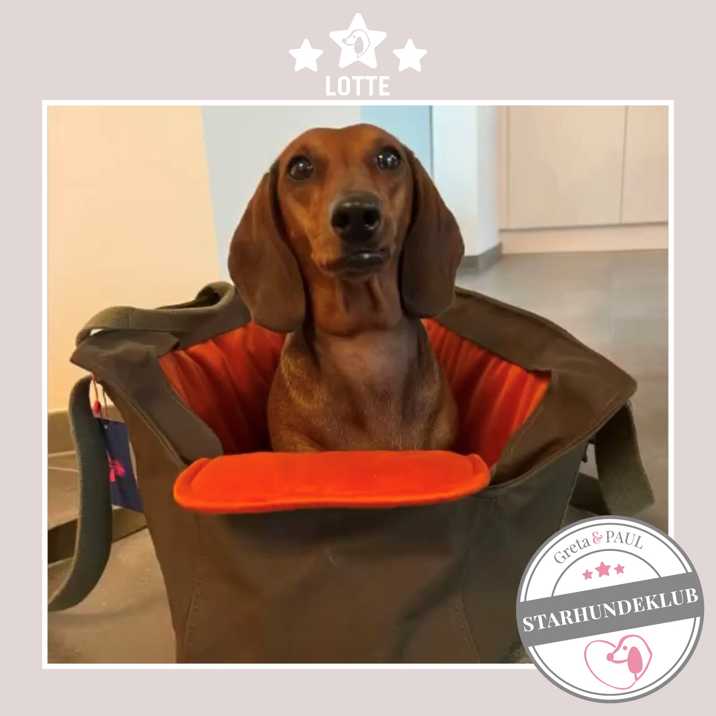 Starhundeklub-Mitglied Lotte guckt aus ihrer gemütlichen Canvas-Hundetasche von Greta & PAUL.