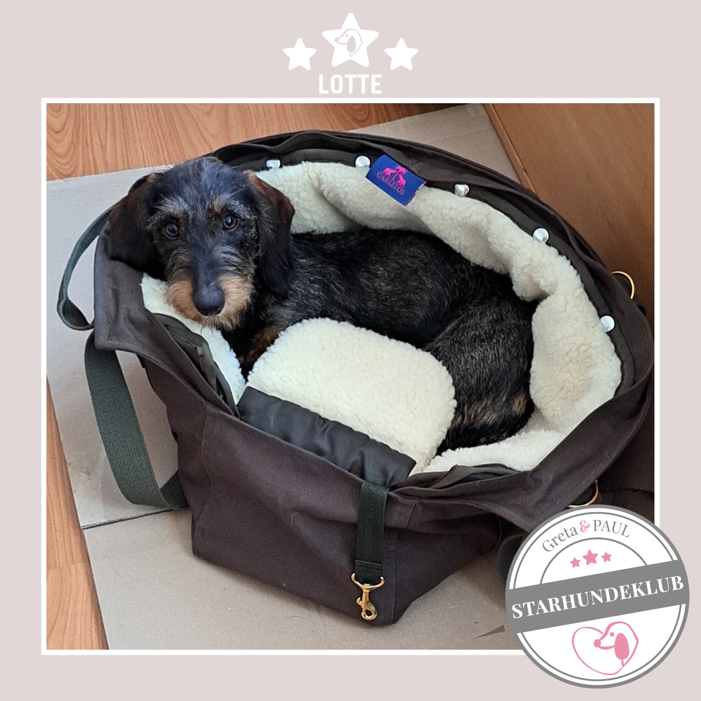 Starhundeklub-Mitglied Lotte guckt aus ihrer gemütlichen Canvas-Hundetasche von Greta & PAUL.