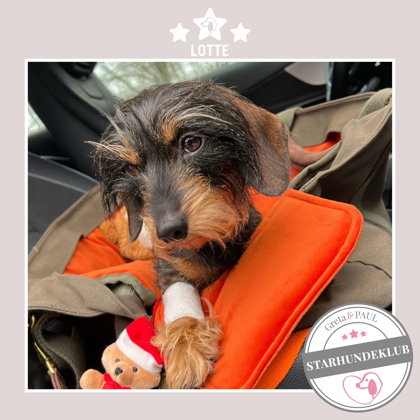 Starhundeklub-Mitglied Lotte sitzt in ihrer gemütlichen Canvas-Hundetasche von Greta & PAUL.
