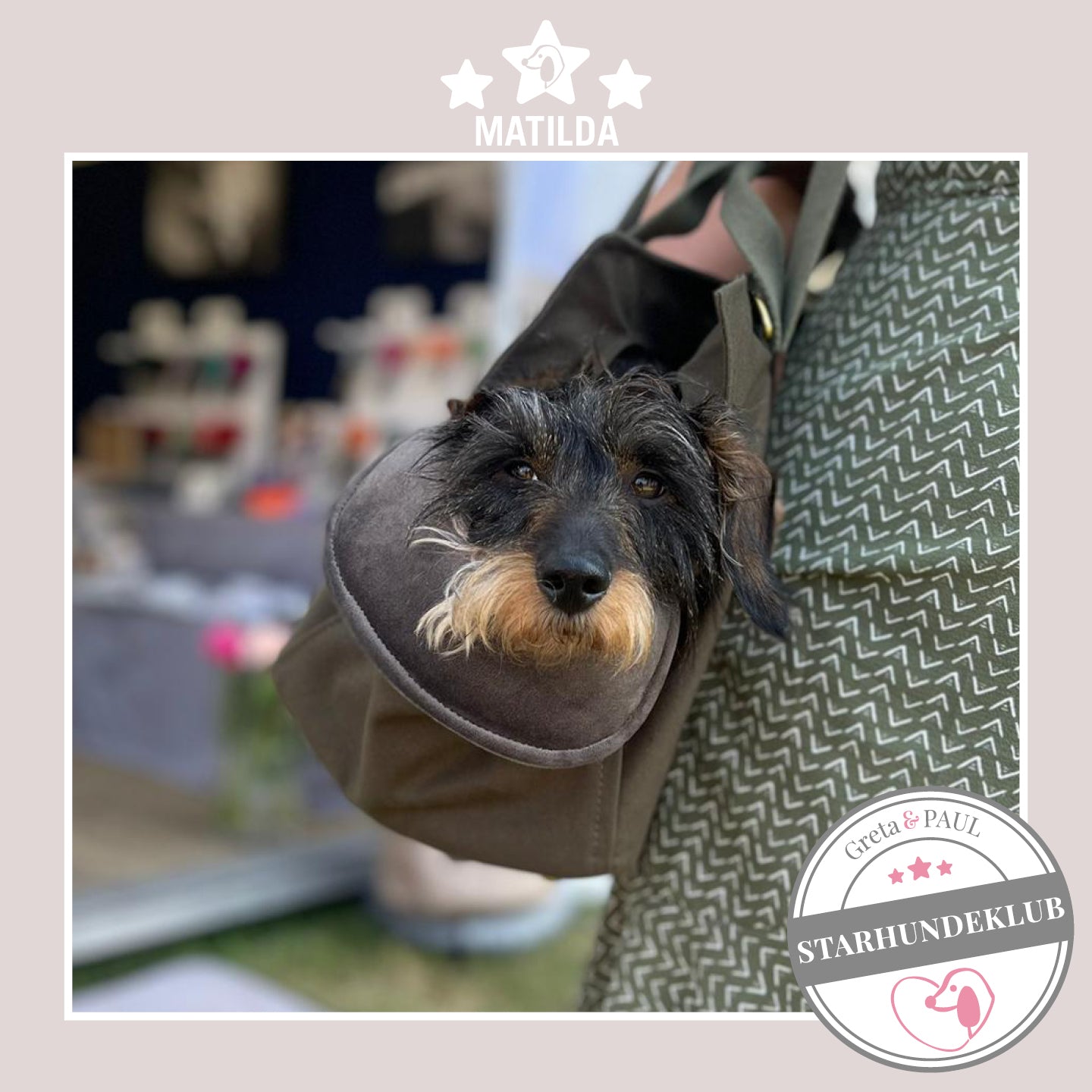 Starhundeklub-Mitglied Matilda guckt aus ihrer gemütlichen Canvas-Hundetasche von Greta & PAUL.